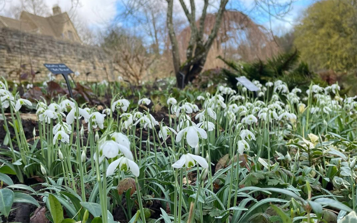 where to see snowdrops