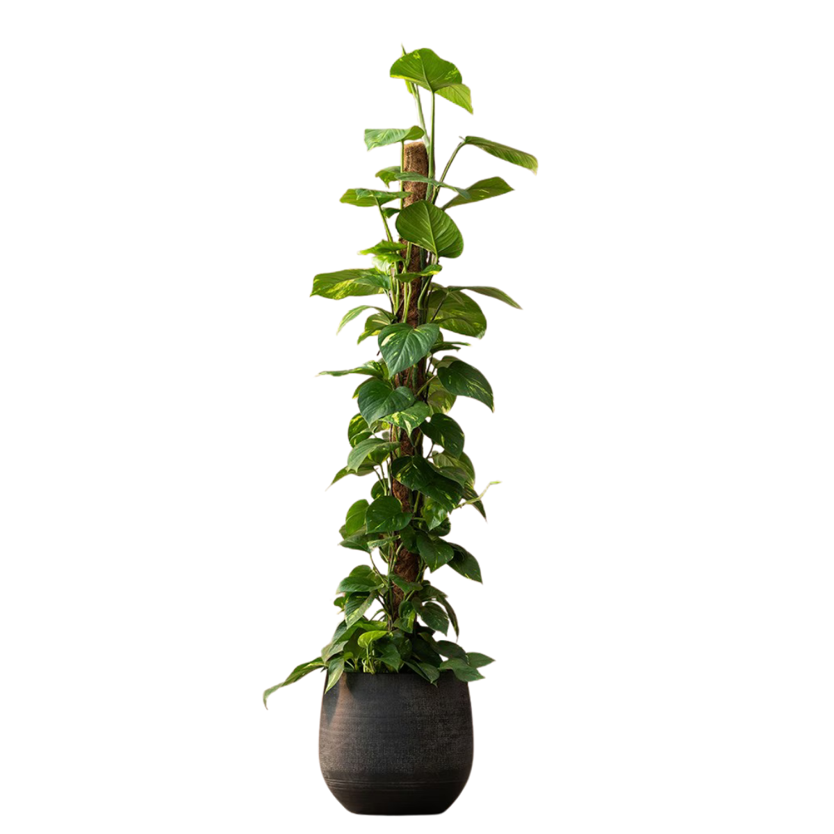 a tall pothos plant with a moss pole in a dark grey plant pot