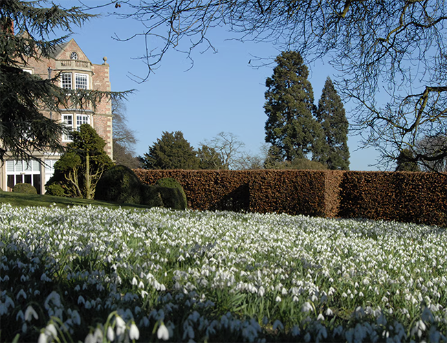 Snowdrops at Goldsborough Hall