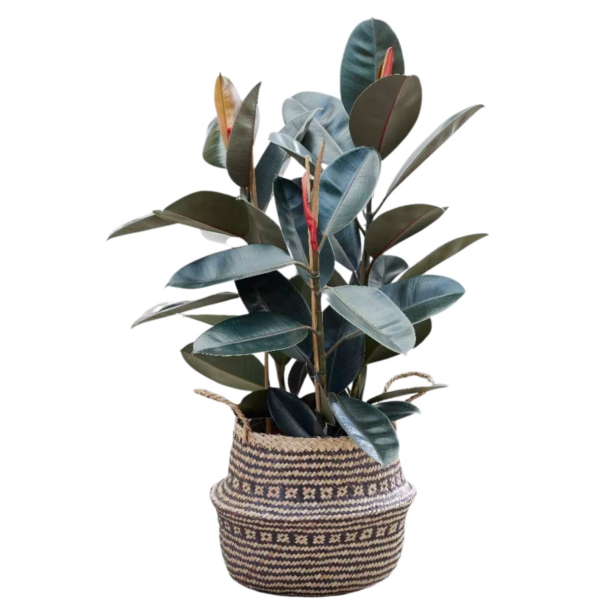 a large rubber plant in a woven seagrass pot with handles