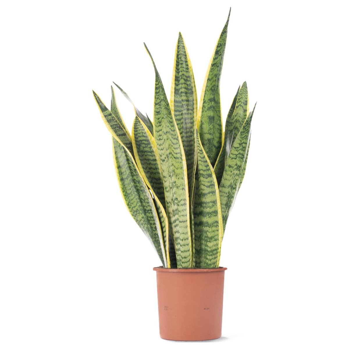 A tall snake plant in a terracotta pot