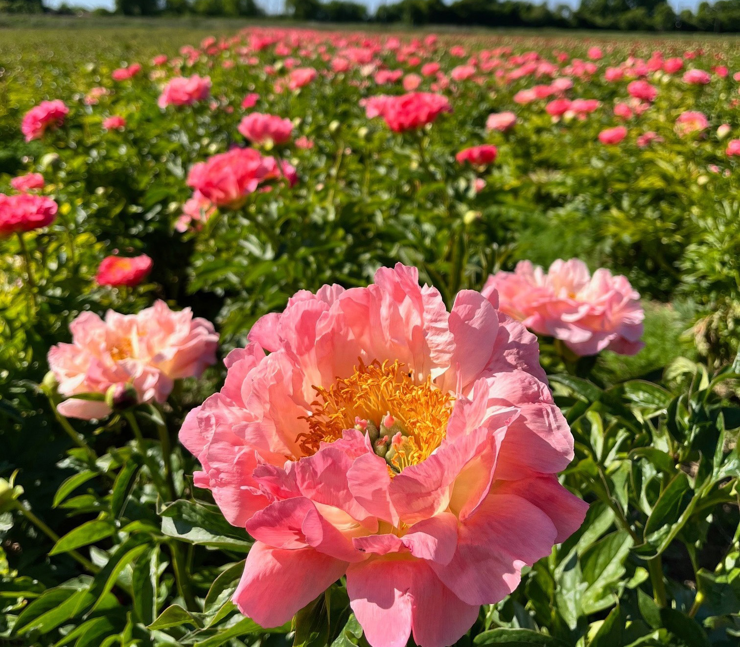 flower fields to visit