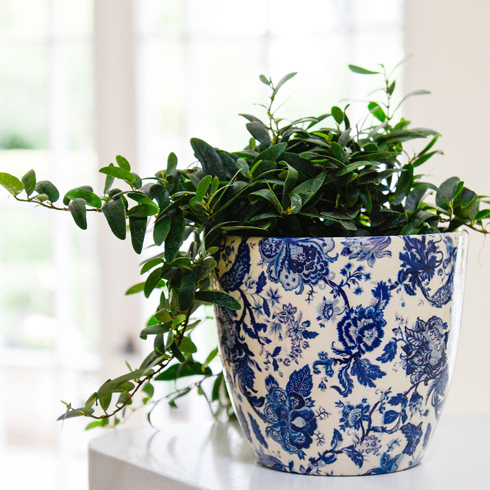 Ivyline Monza planter