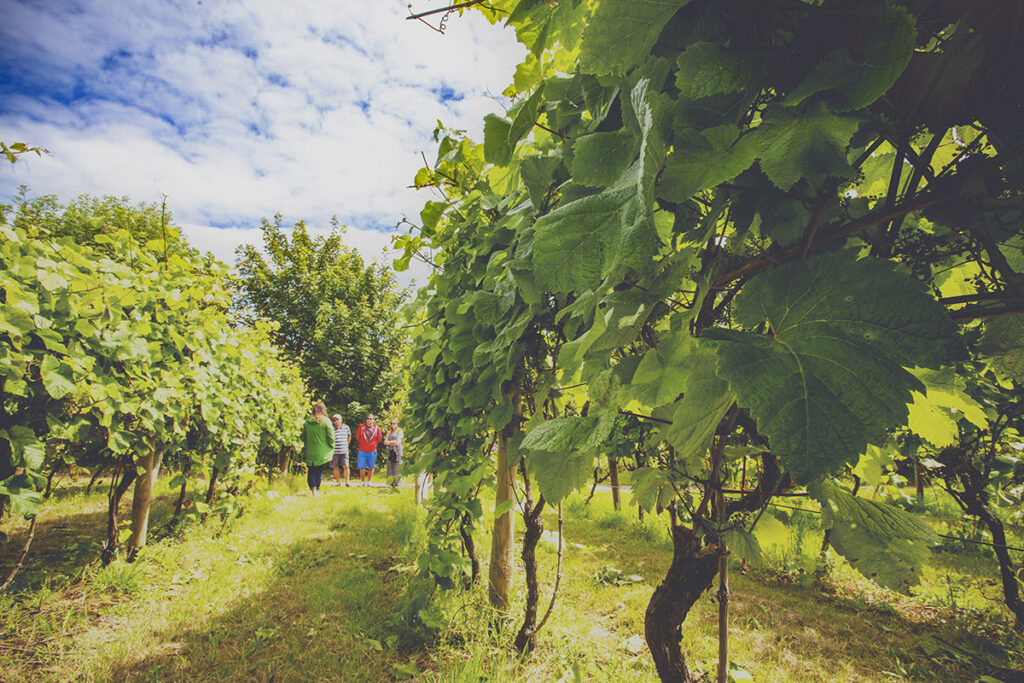 Polgoon Vineyard