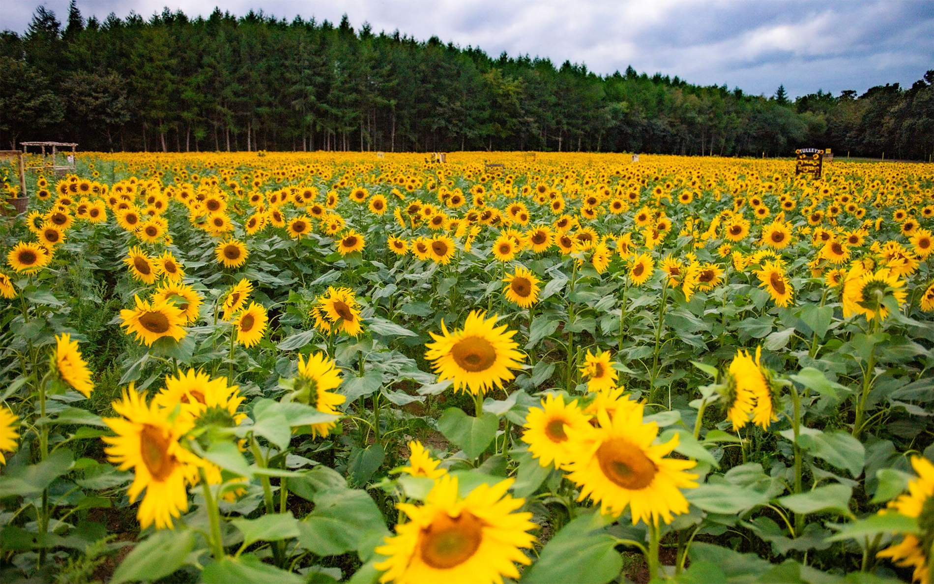 flower fields to visit