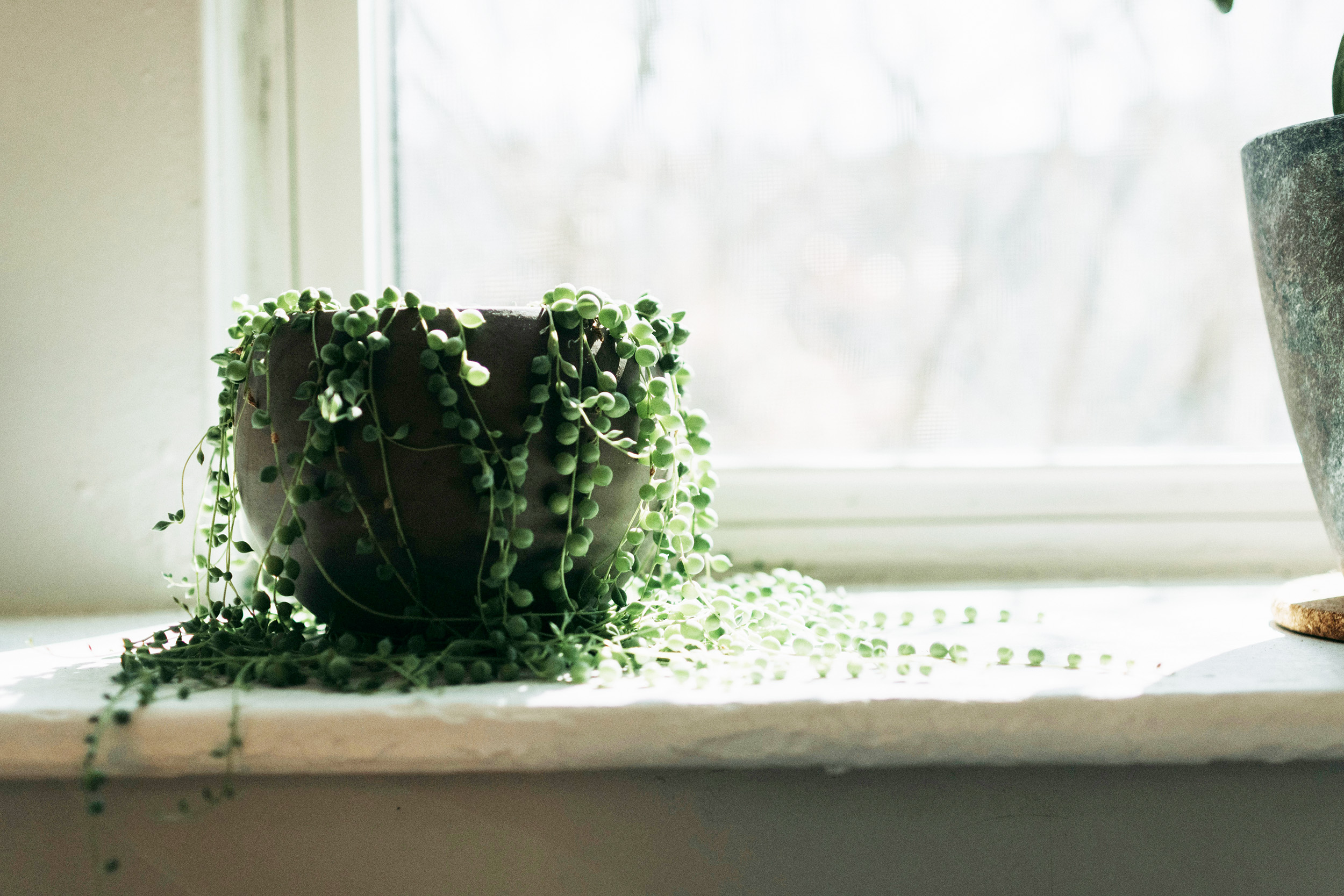 a string of pearls plant in a dark grey pot on a sunny window ledge