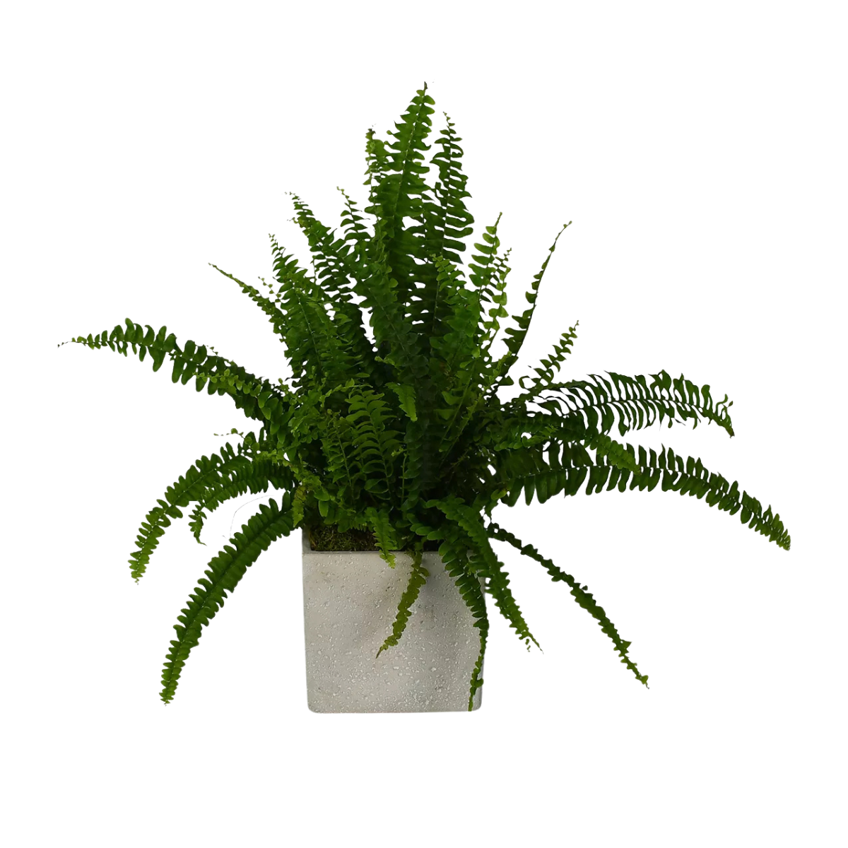 Flowers & Plants Co. Boston Fern