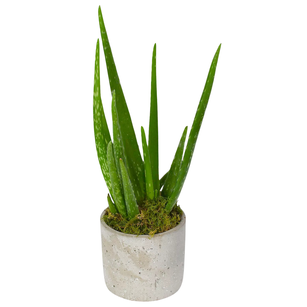 a small aloe vera plant in a concrete pot
