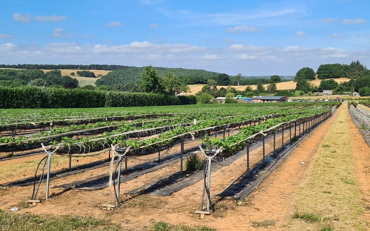 pick your own farms