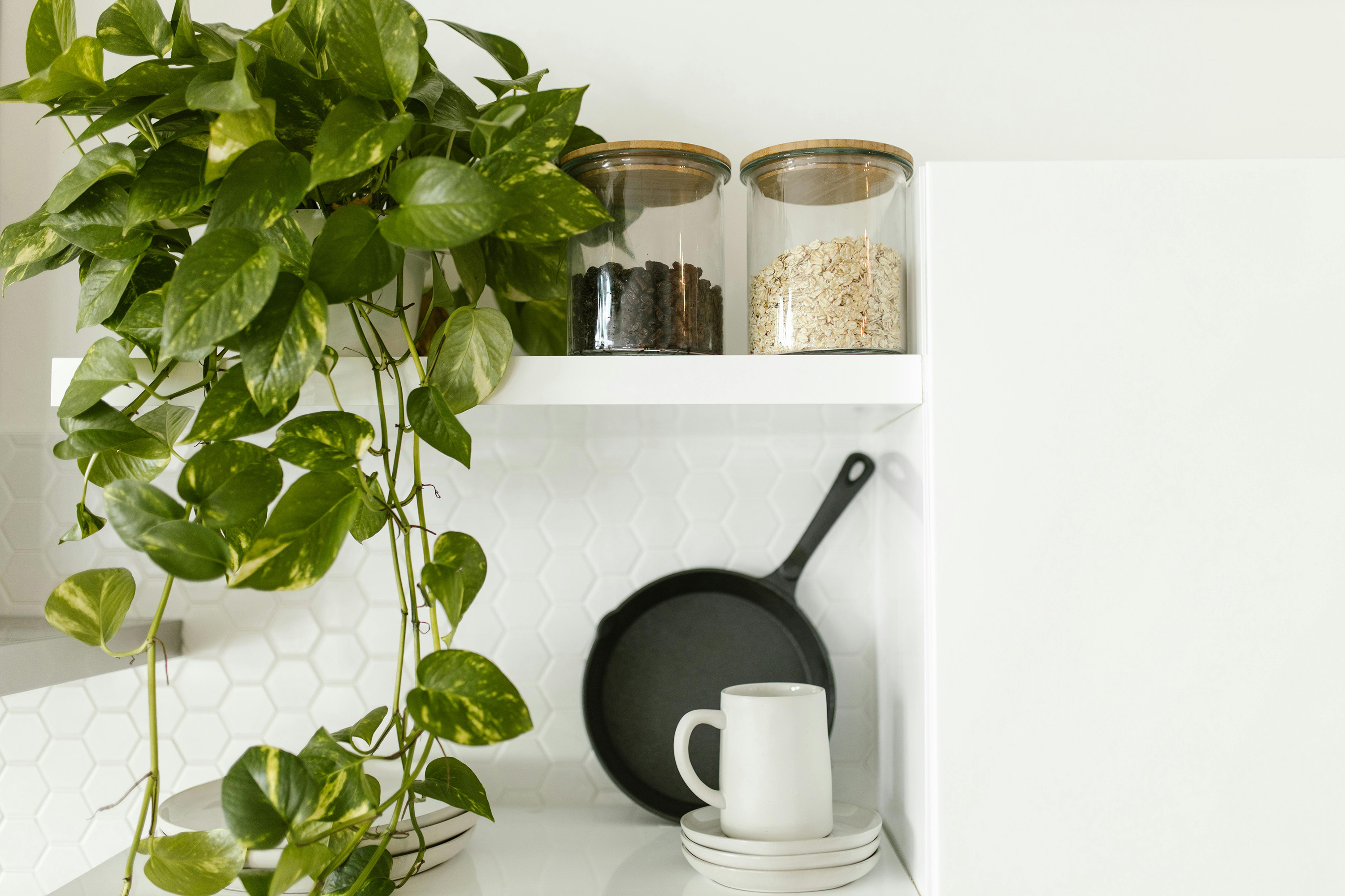 a pothos plant on a kitchen shelf with clear glass jars and a black frying pan
