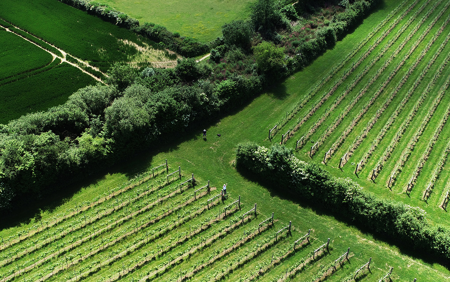 english vineyards to visit