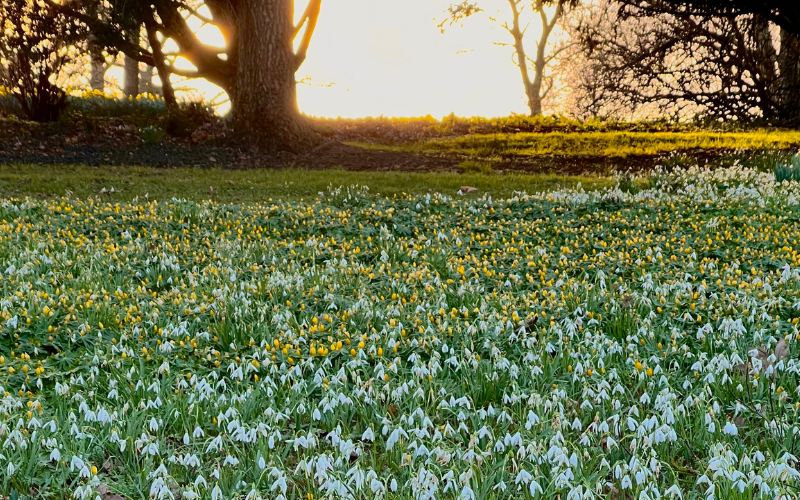 A blanket of snowdrops at Burghley House