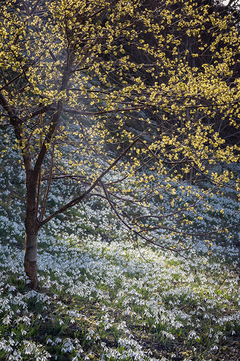 Snowdrops at Easton Walled Gardens