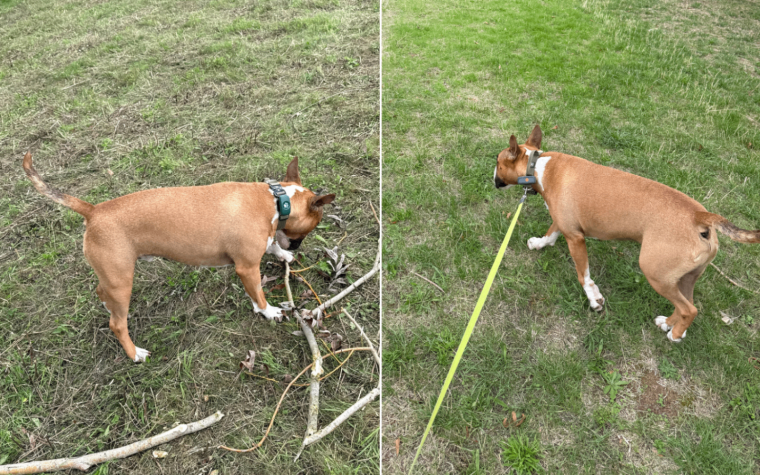 Side-by-side comparison photos showing a brown and white english bull terrier wearing collar-mounted GPS pet trackers during real-world outdoor testing