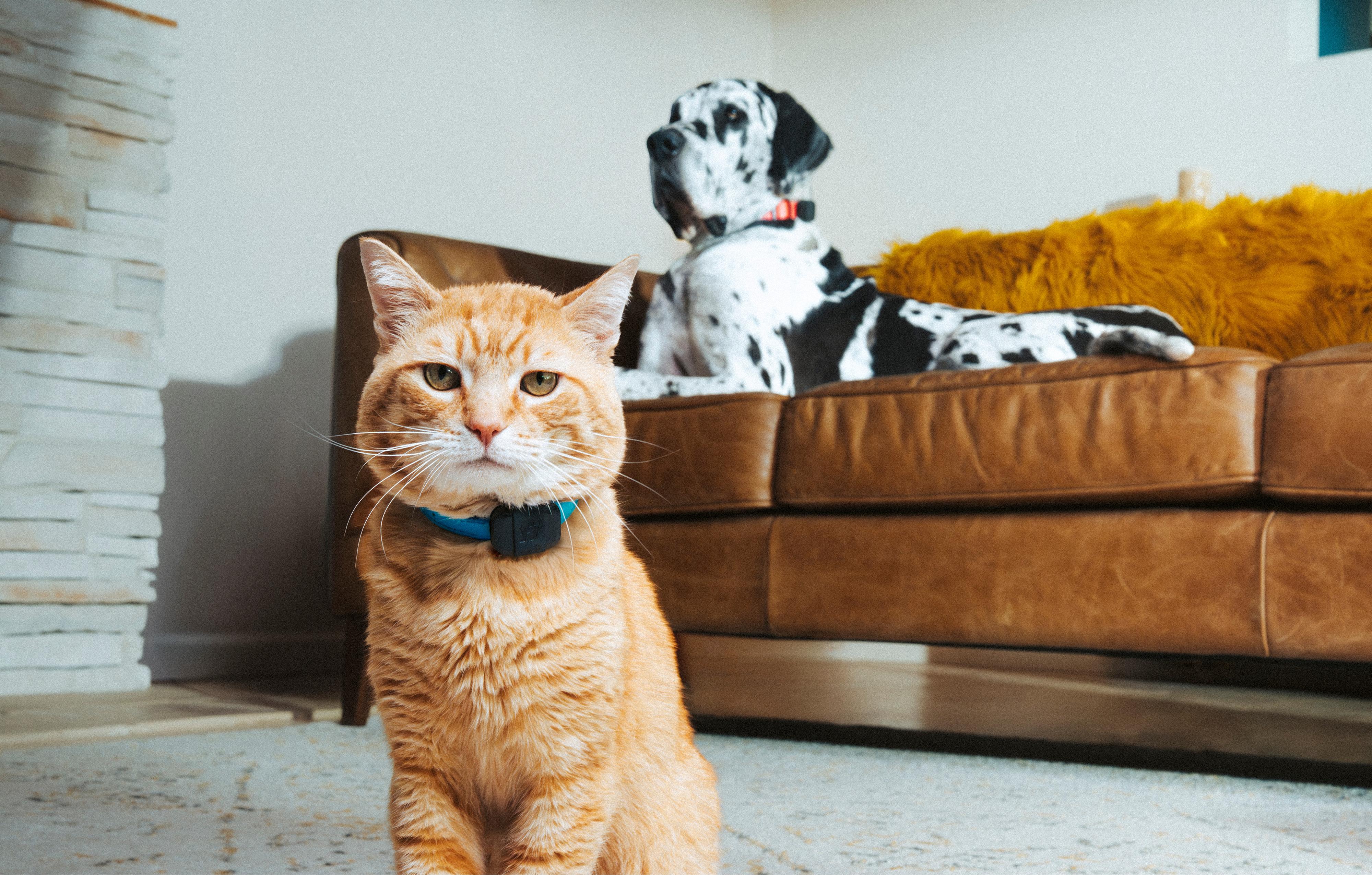An ginger tabby cat wearing a blue collar with a small black GPS pet tracker sitting in the foreground, with a Great Dane lying on a leather sofa in the background