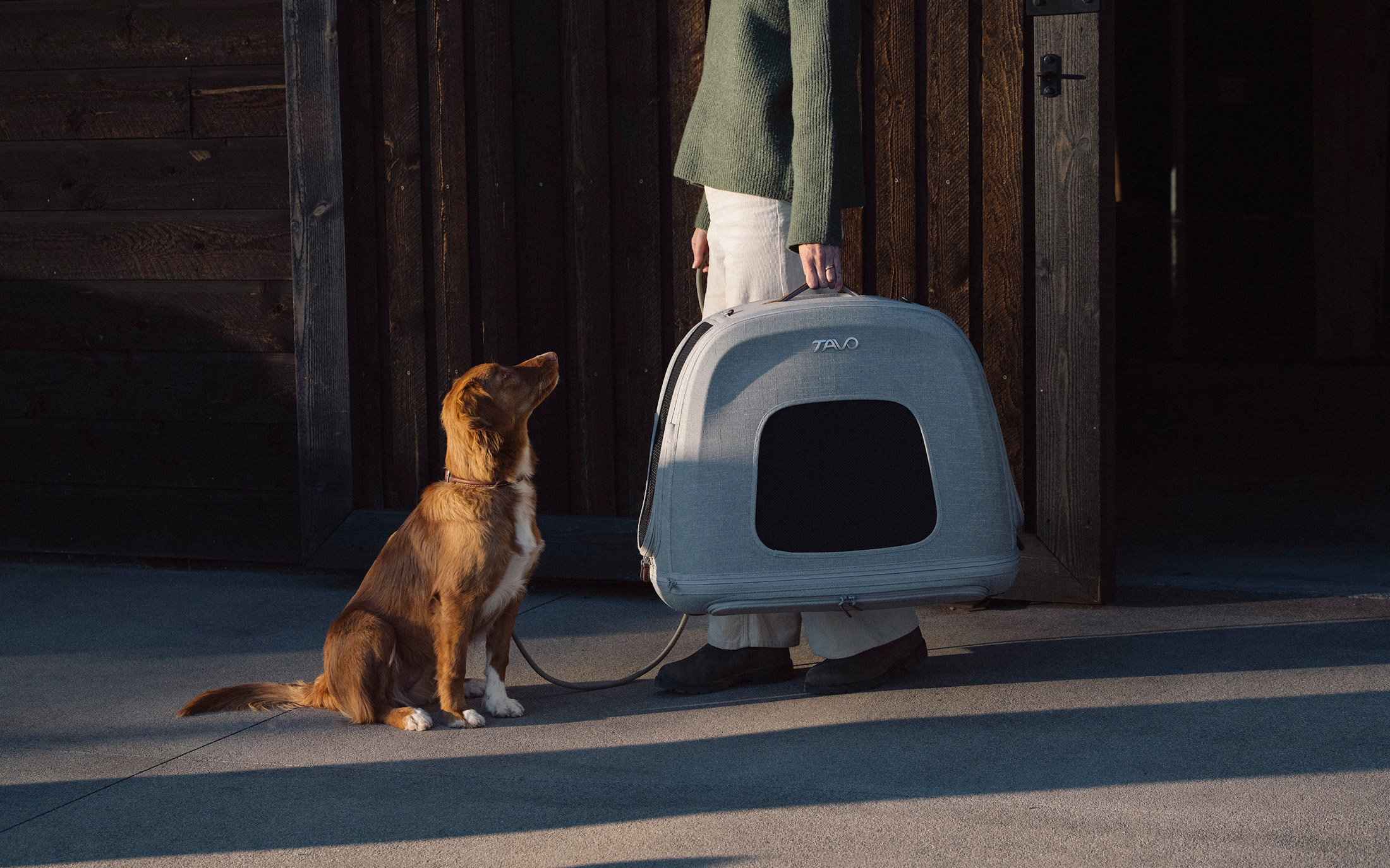 a brown fluffy dog looking up at its owner who is carrying a tavo pet carrier