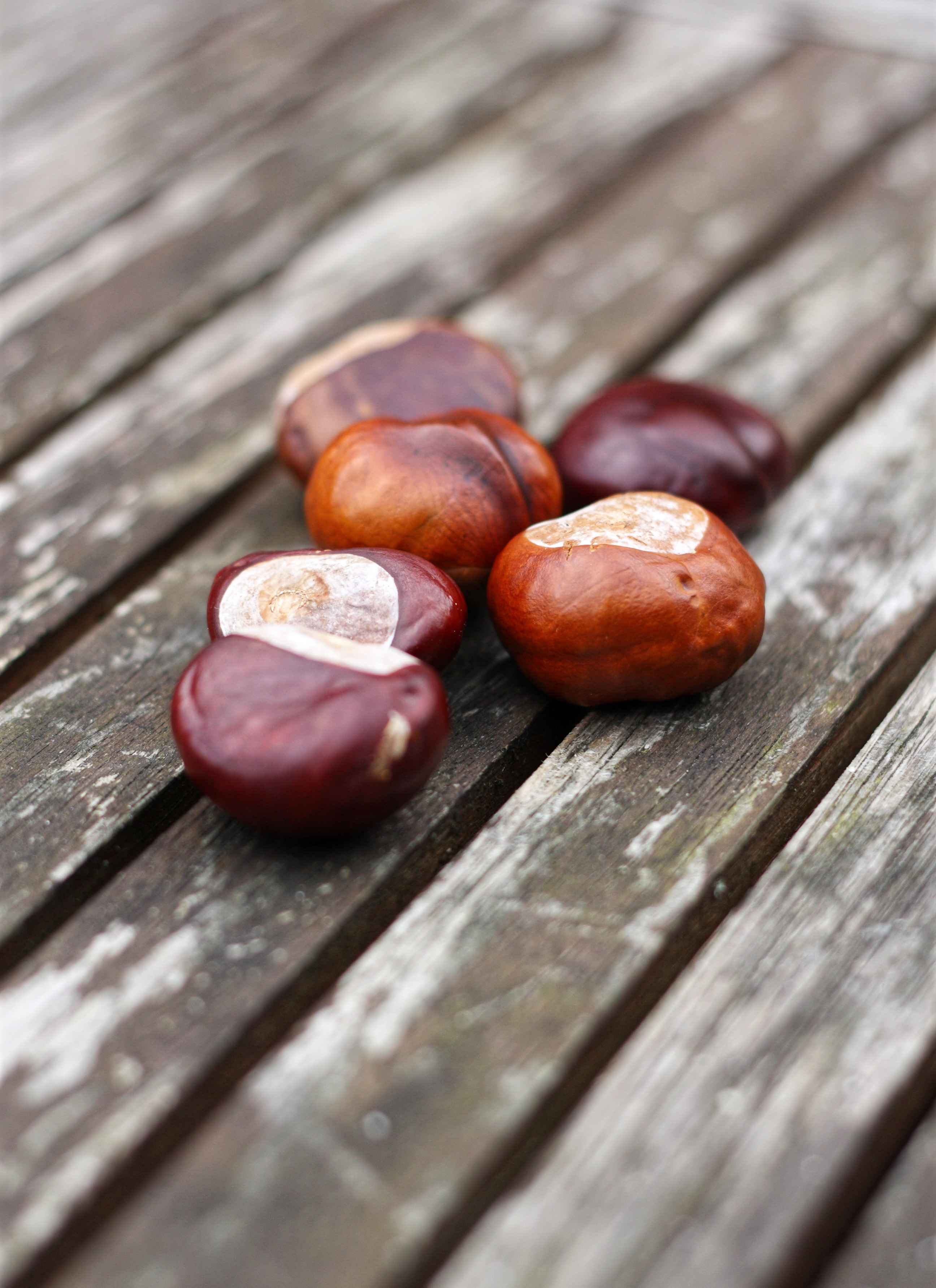 a pile of 6 conkers on an outdoor wooden table close up