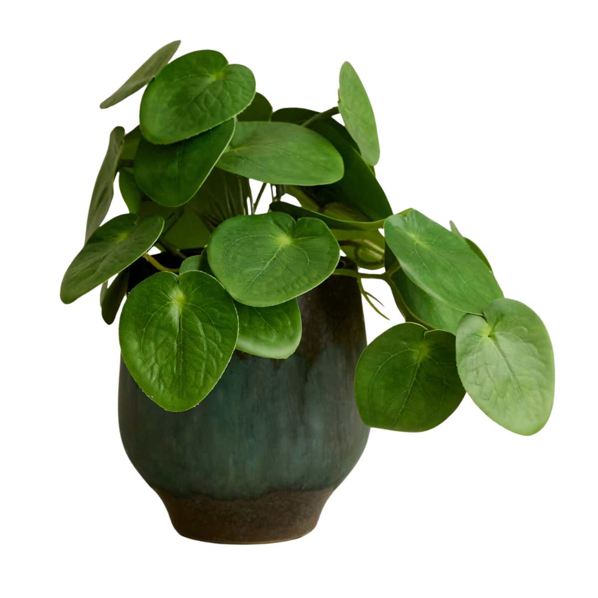 a faux chinese money plant in a reactive glaze pot