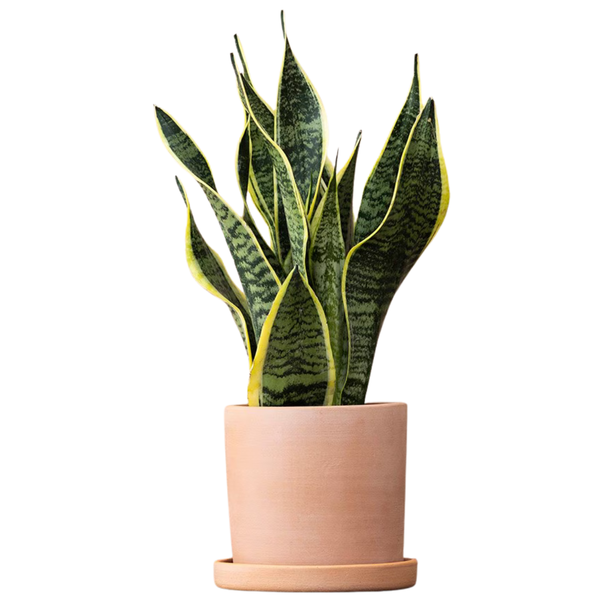 Snake Plant in Terracotta Pot