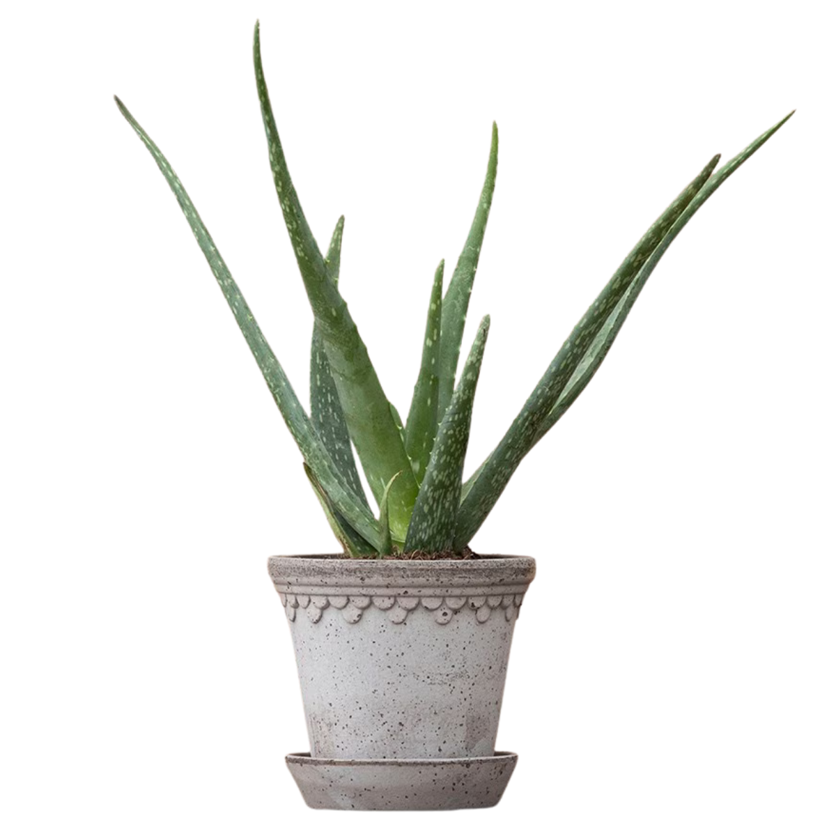 Aloe Vera with Grey Terracotta Pot