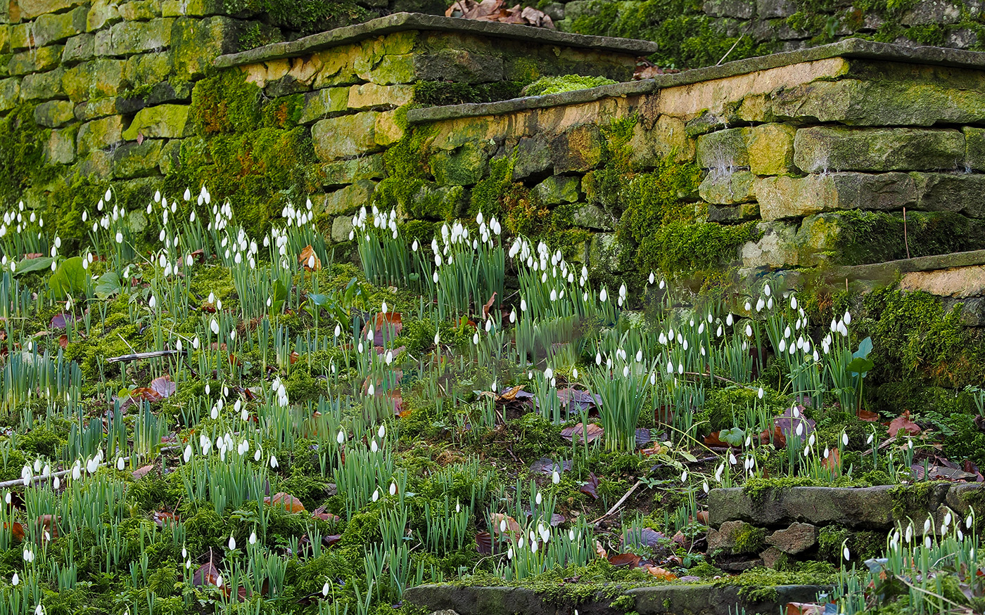 where to visit snowdrops