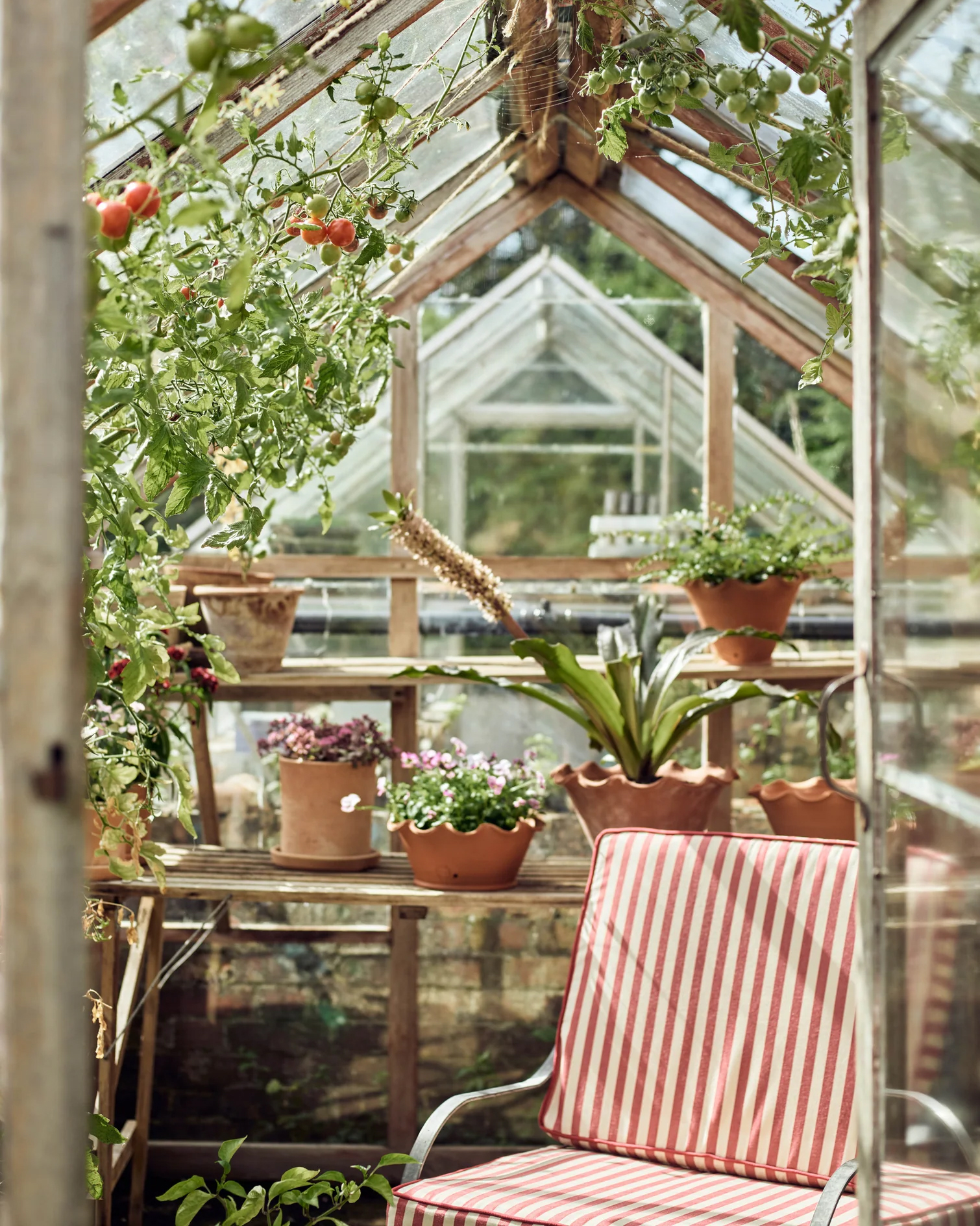the inside of a greenhouse with a metal chair with white and red stripe seat pads and shelves filled with teracotta plant pots and tomato plants