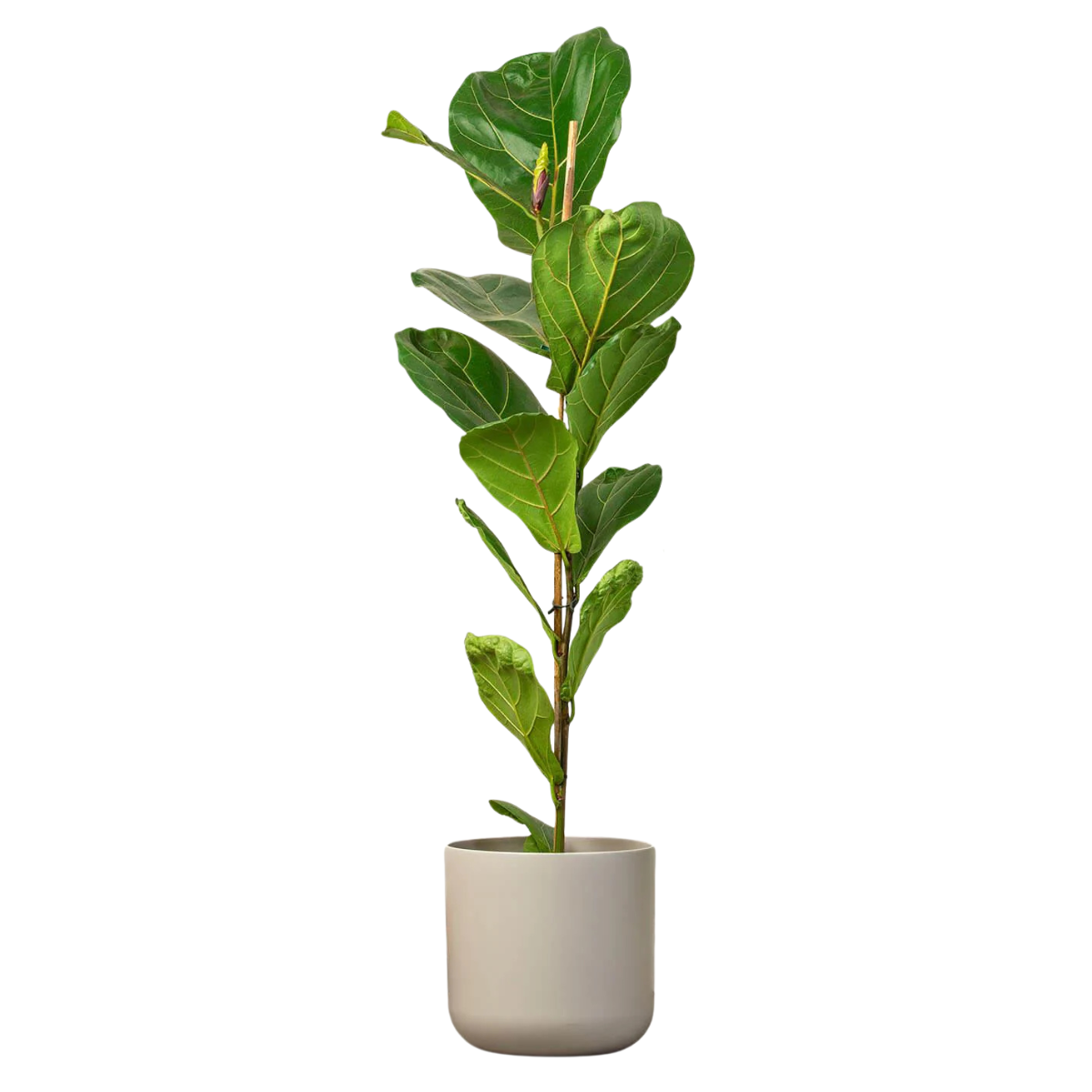 a large fiddle leaf fig plant in a grey pot