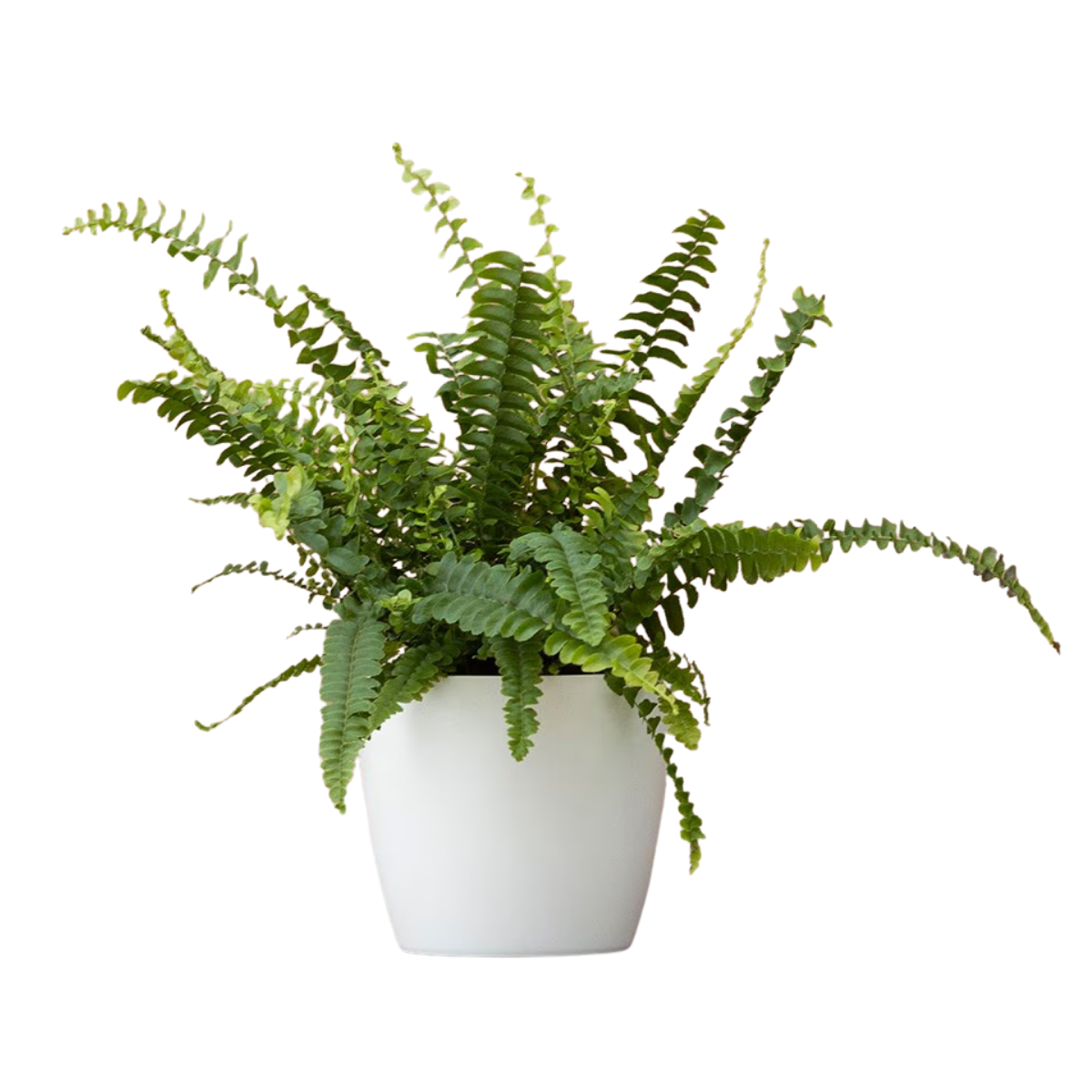 boston fern in a white pot