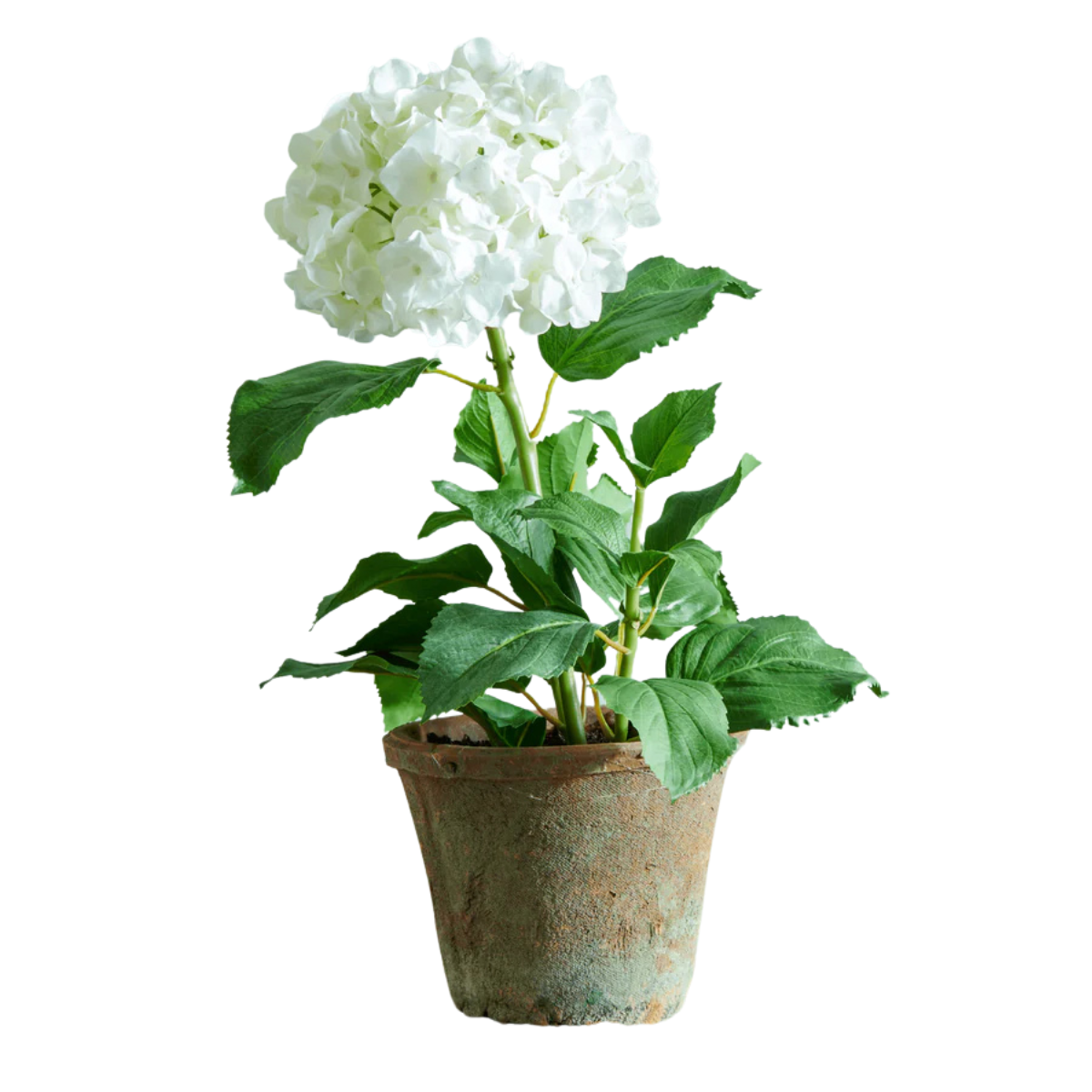 a white hydrangea with green leaves in a weathered terracotta pot