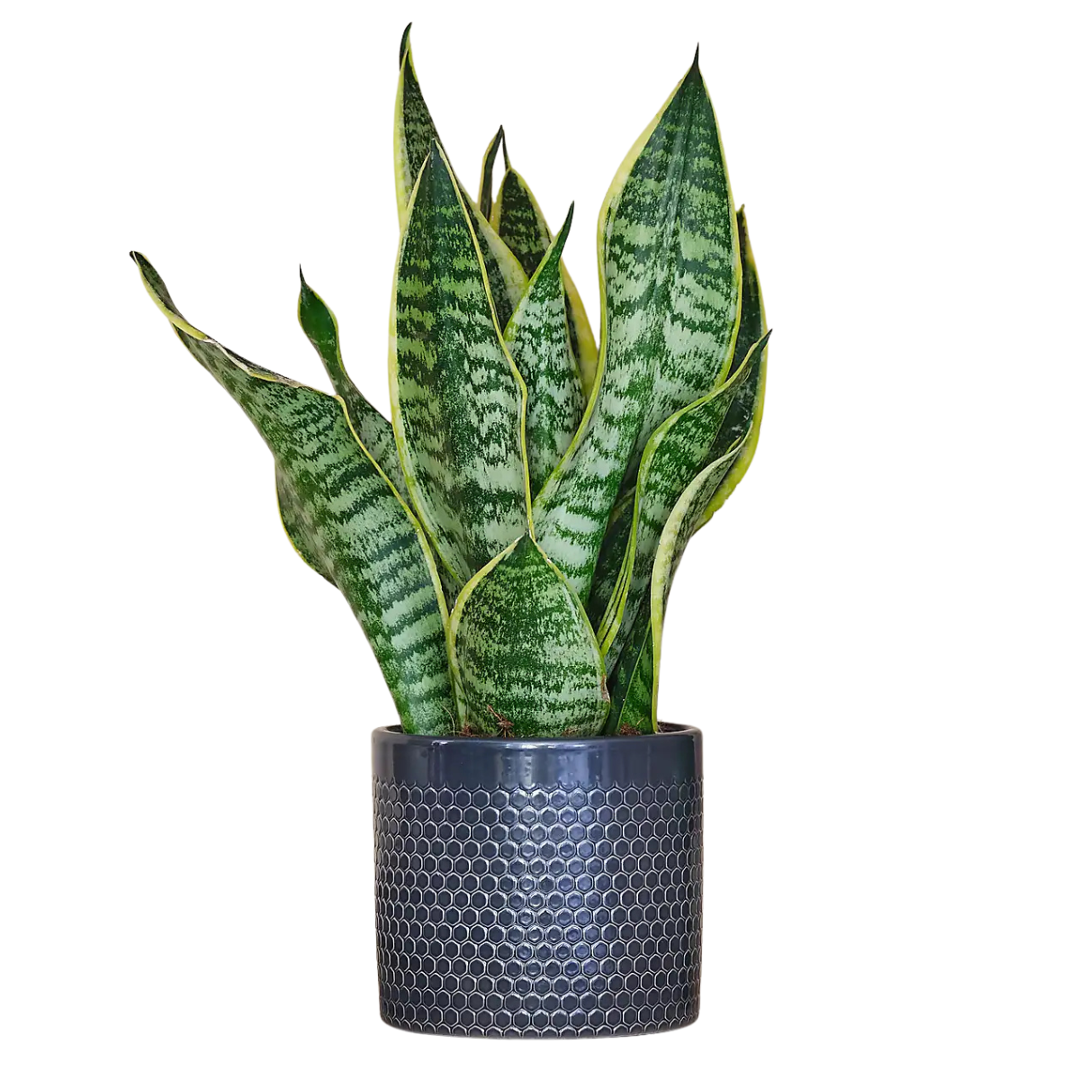 A snake plant in a dark grey pot with circle patterns