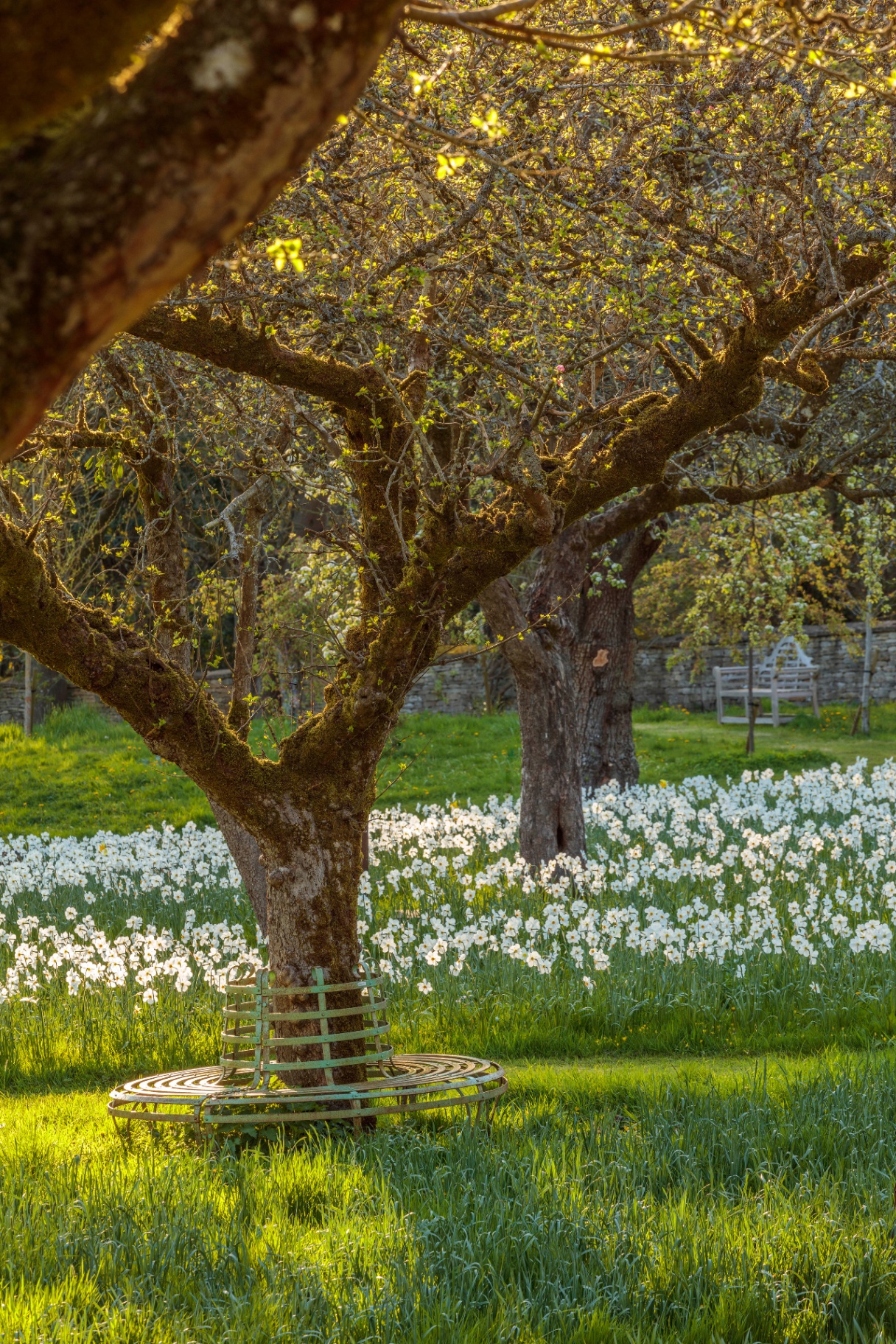 Jade Holland Cooper’s wedding walk garden featuring a carpet of white daffodils, mature trees, and a circular metal tree bench