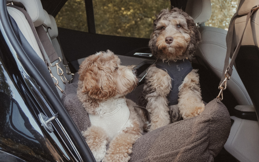 two dogs pictured in a car seat in the back of a car