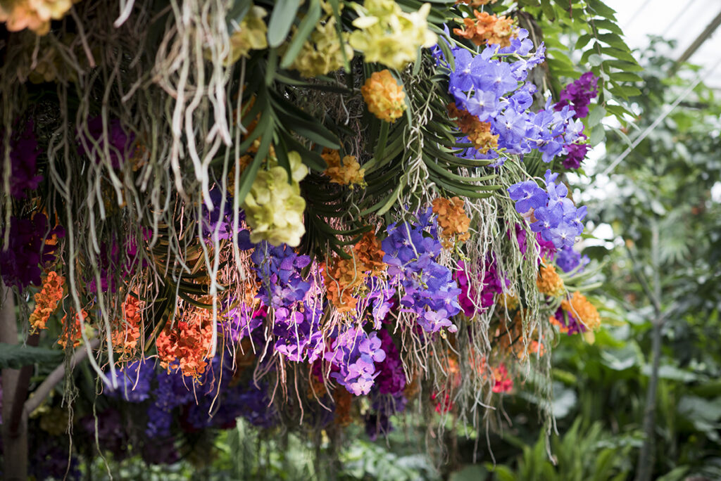 Kew Gardens Orchid Festival