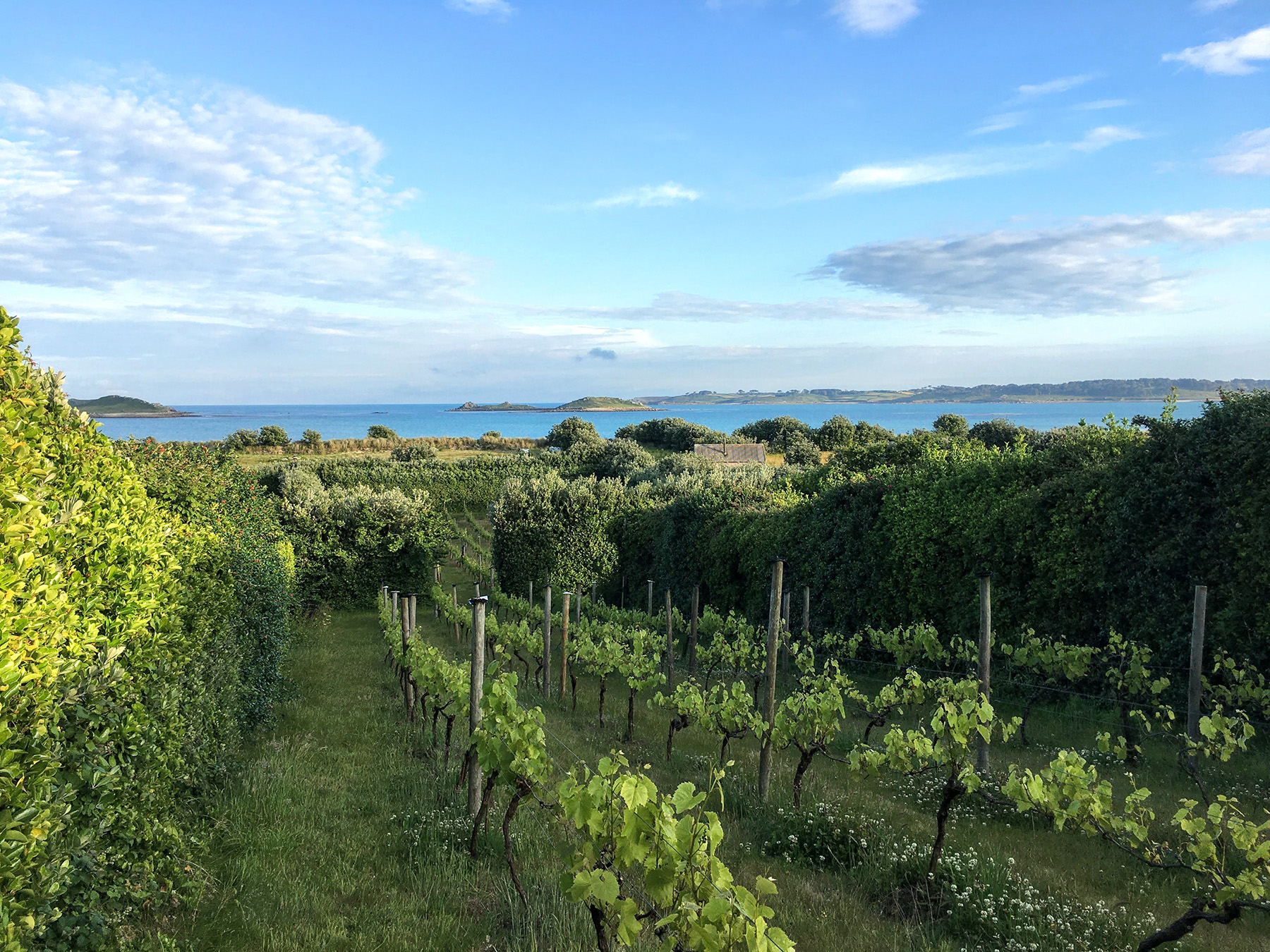 english vineyards to visit