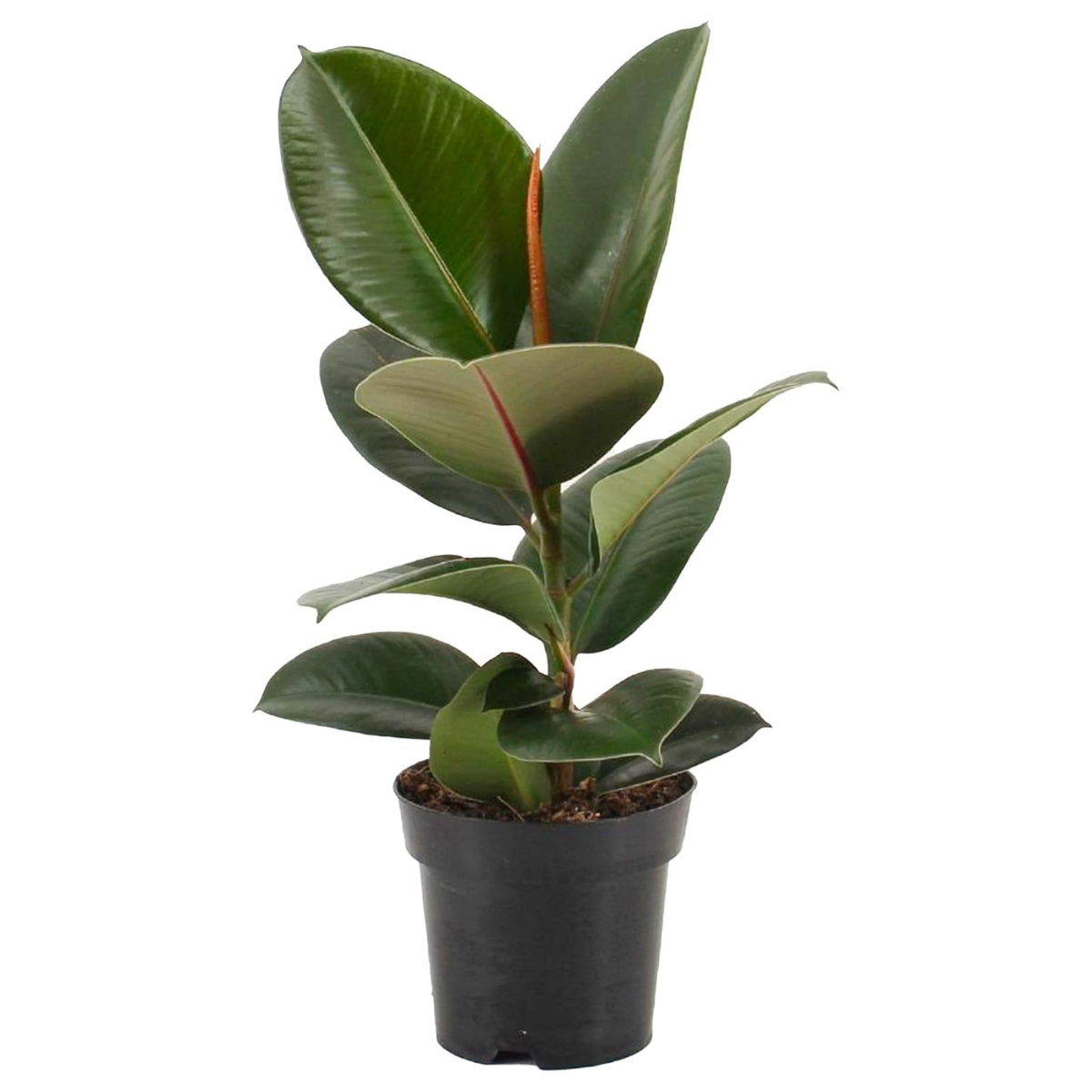 a small rubber plant in a black plastic pot