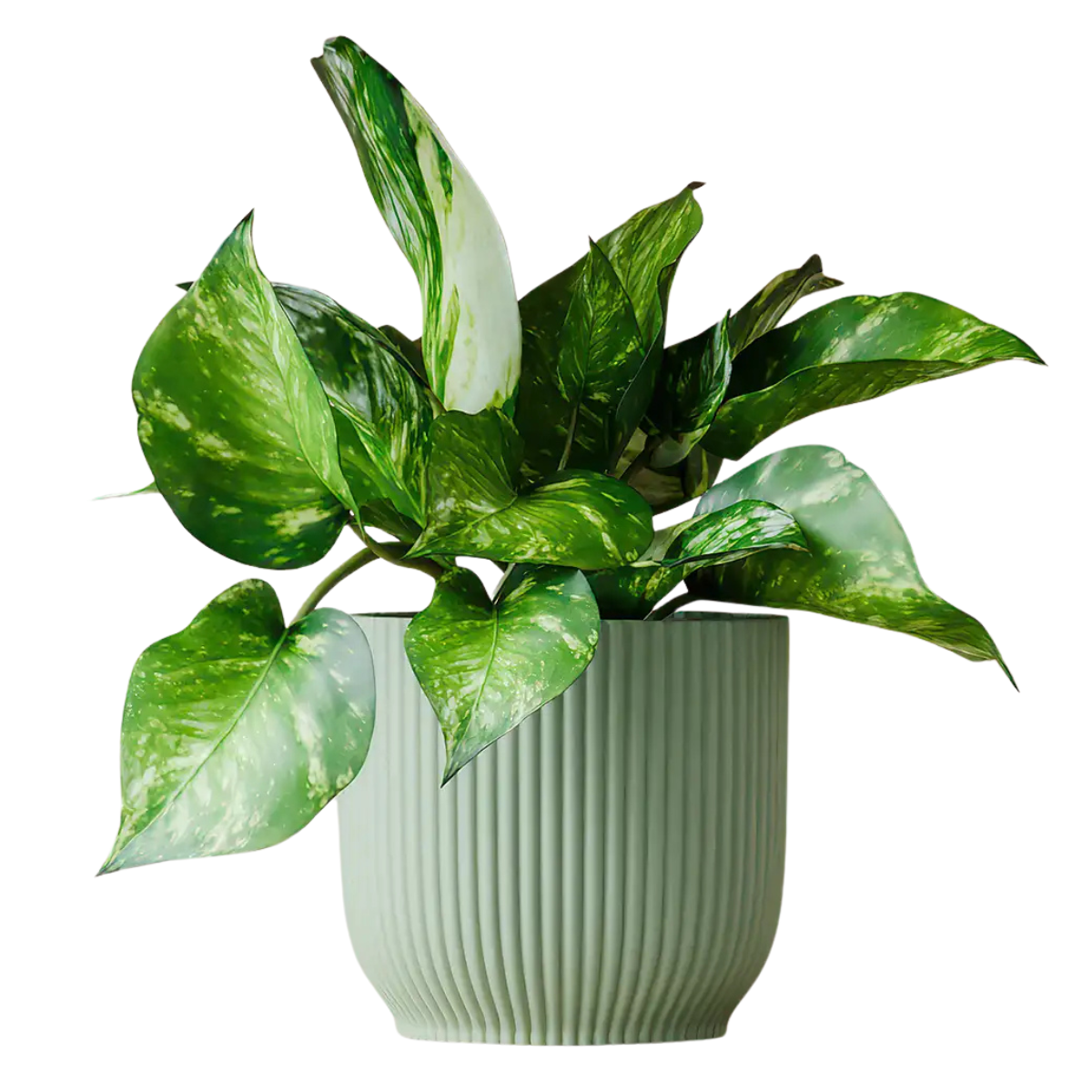 a pothos plant in a sage green ribbed plant pot