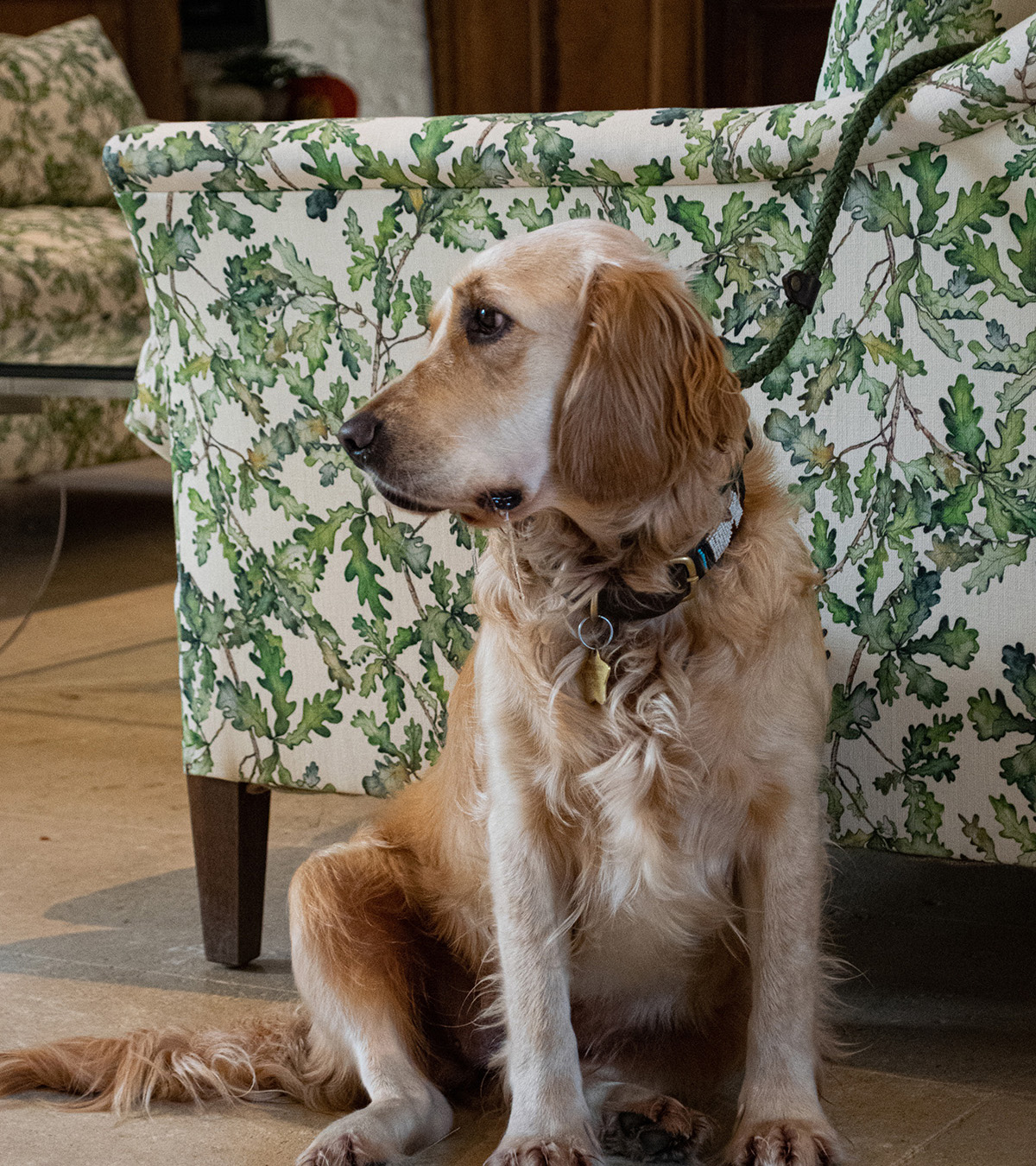 dog friendly hotels