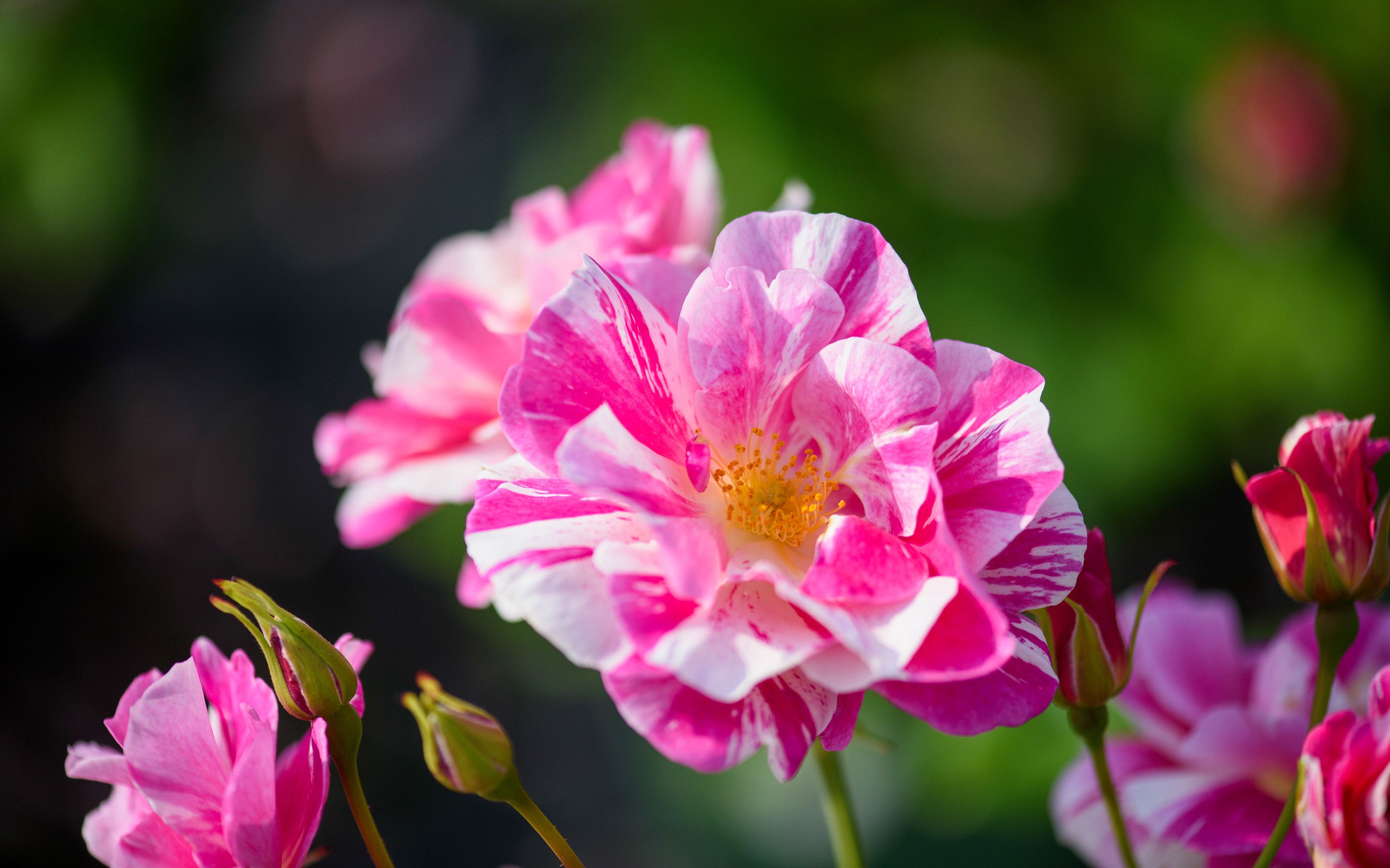 David Austin Rose the kings rose