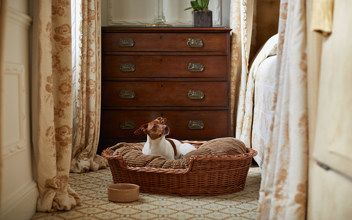 Dog-friendly travel
