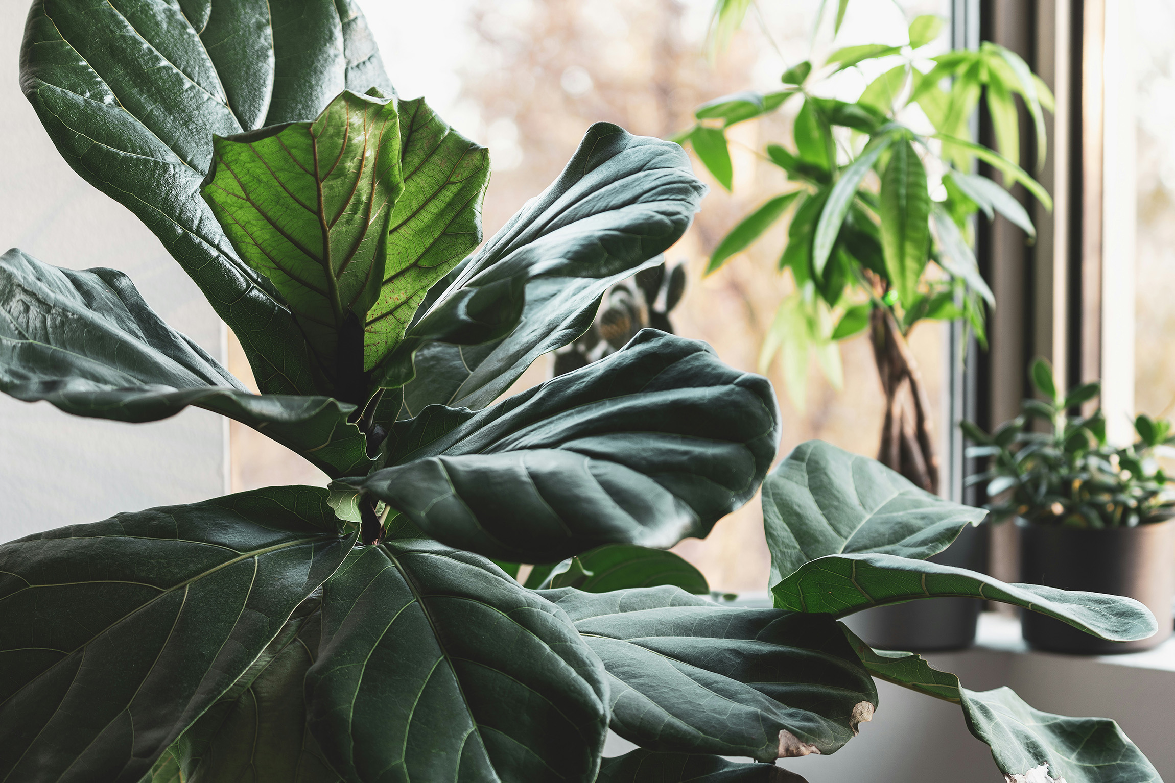 a close up of a fiddle leaf fig plant in front of a window with other smaller house plants behind it