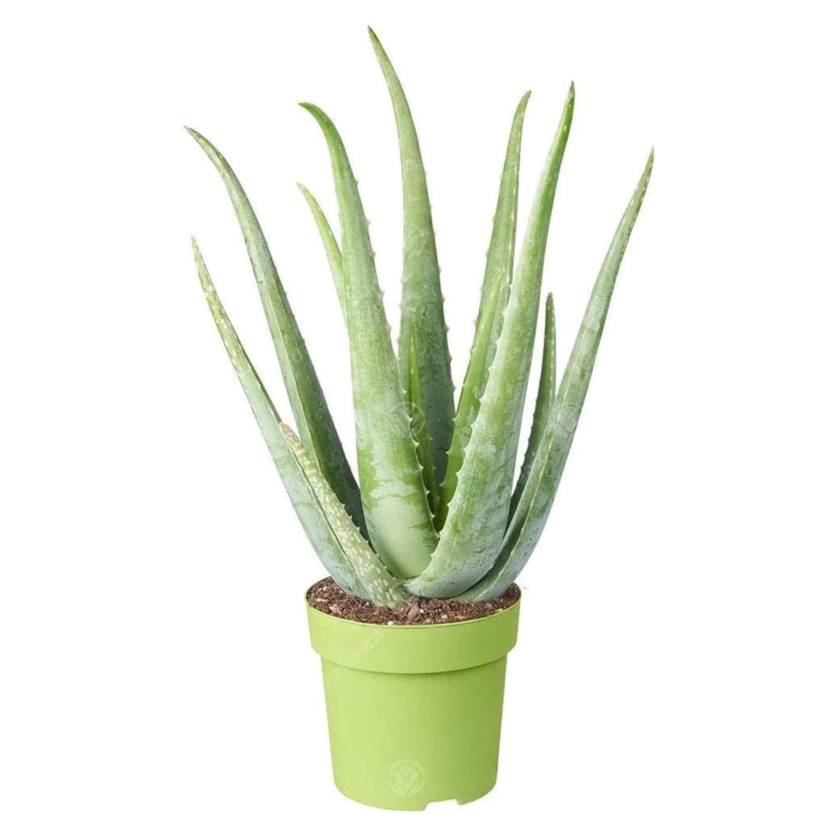Aloe Vera in a light green plastic pot