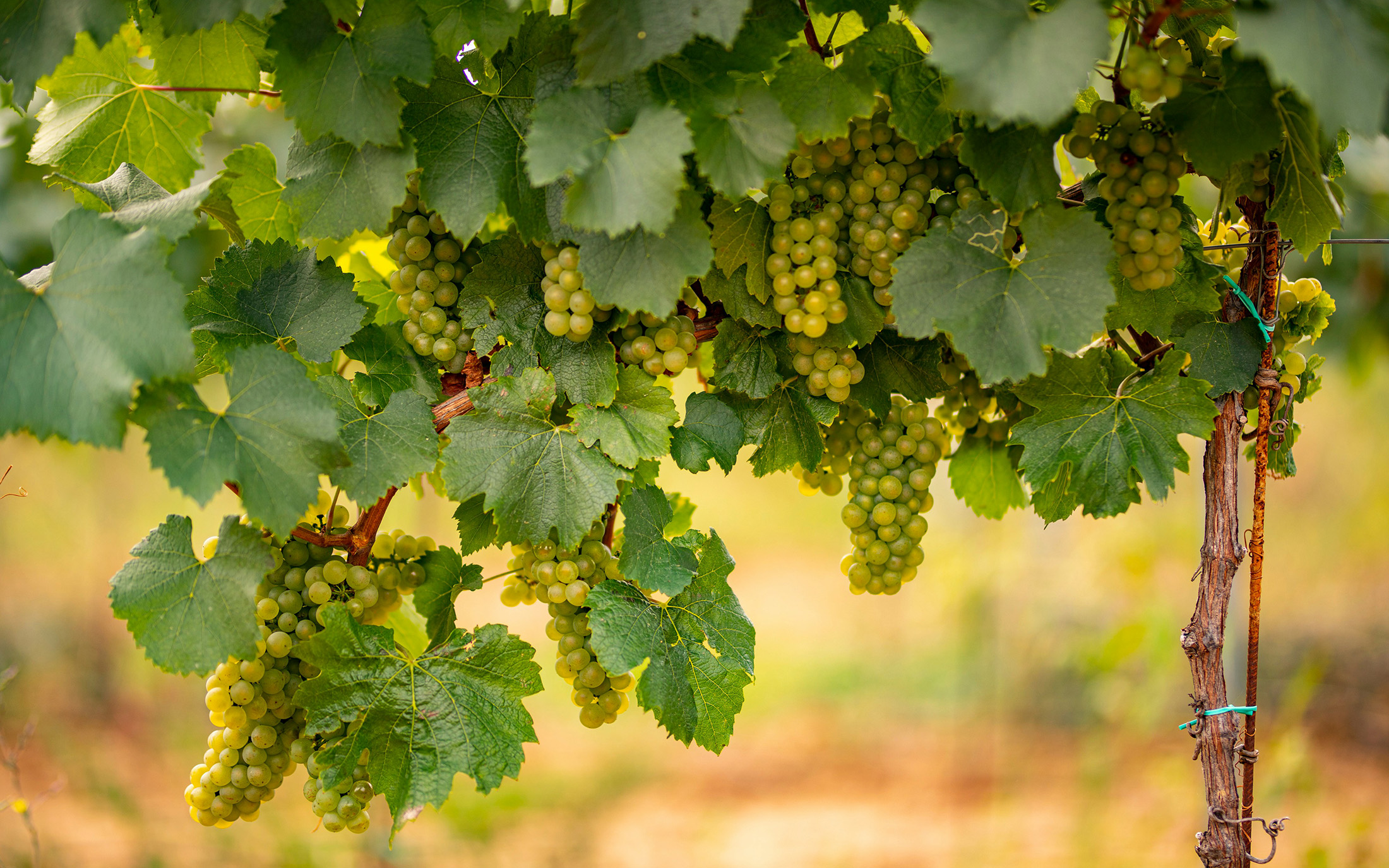 english vineyards to visit