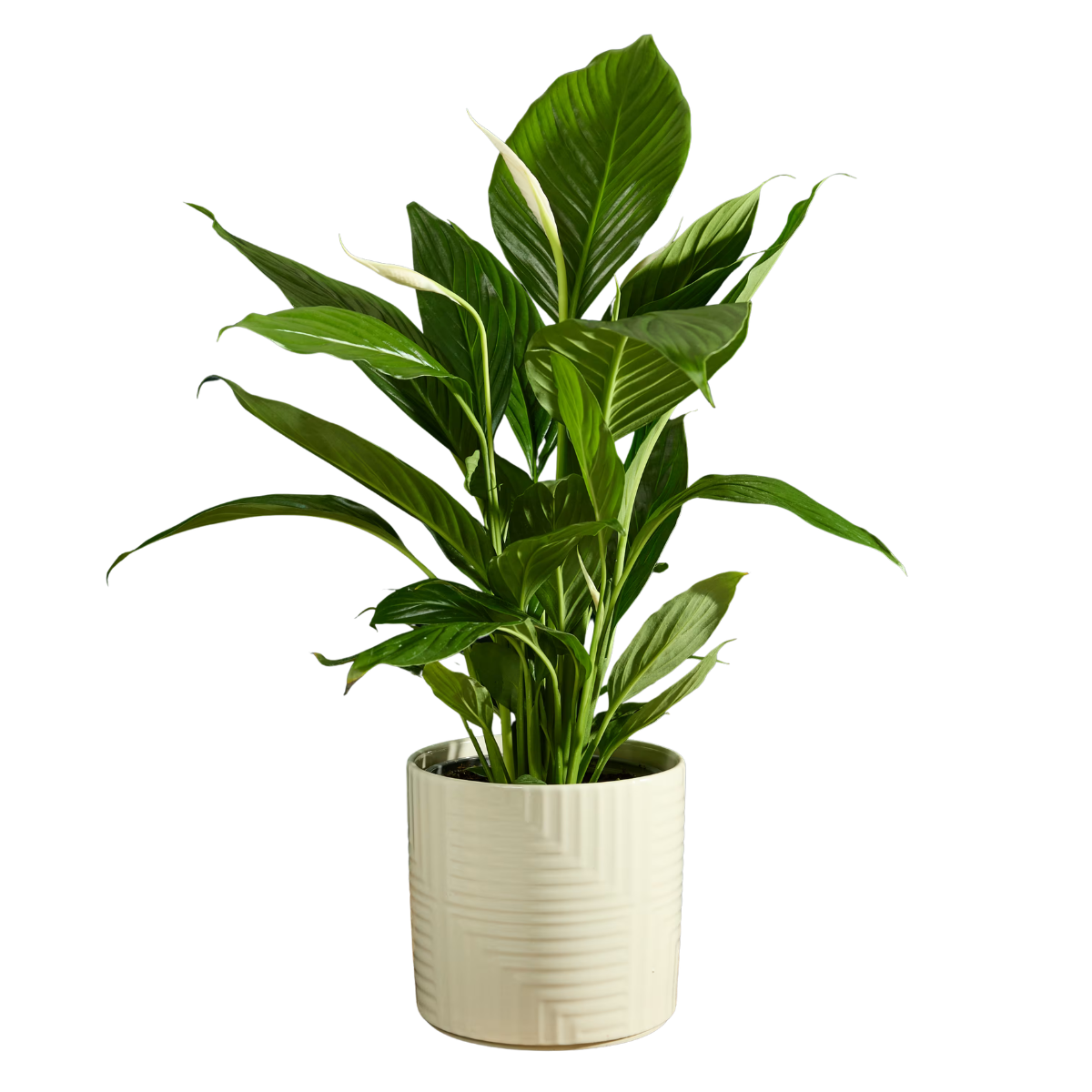a peace lily in a cream ceramic pot