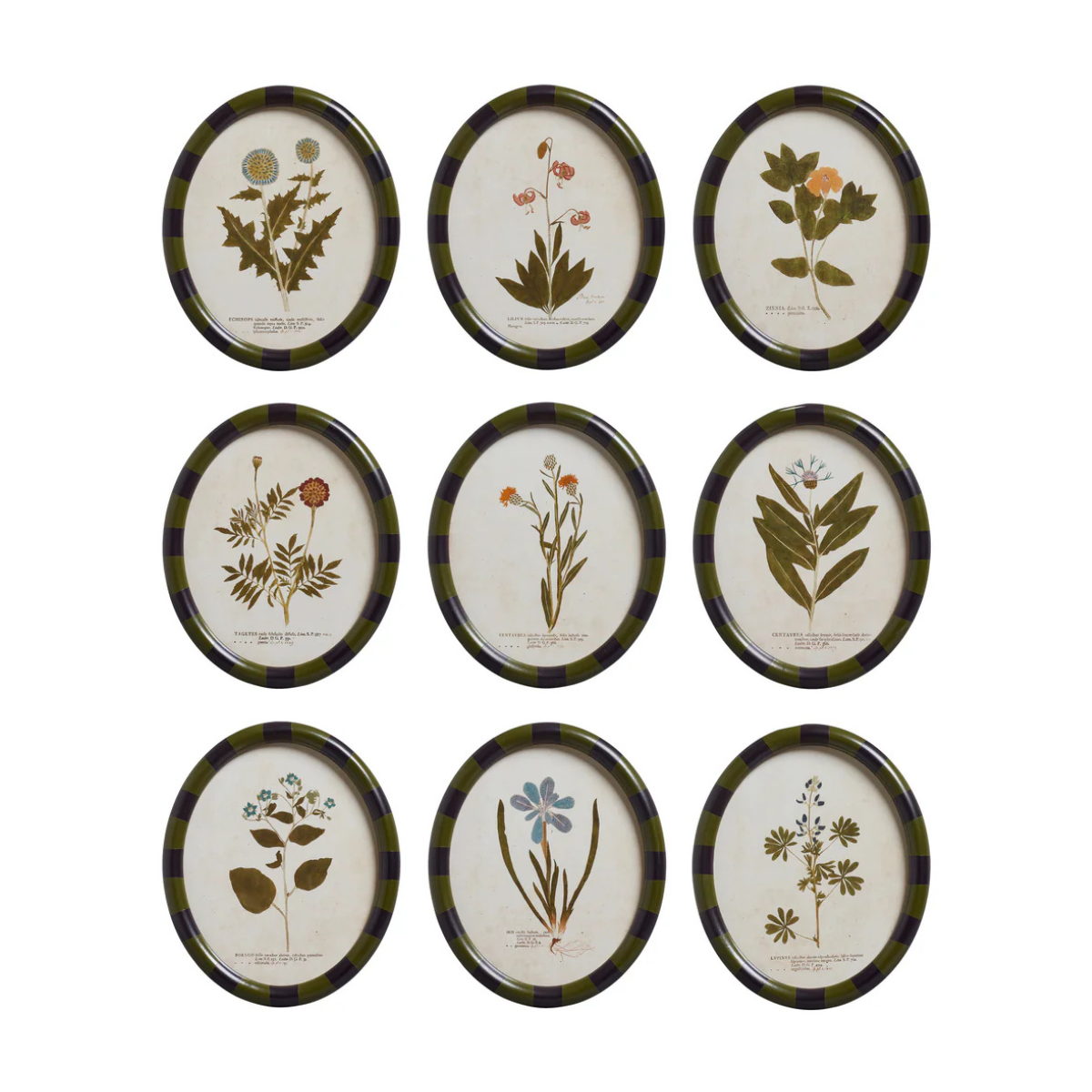 oka botanical art