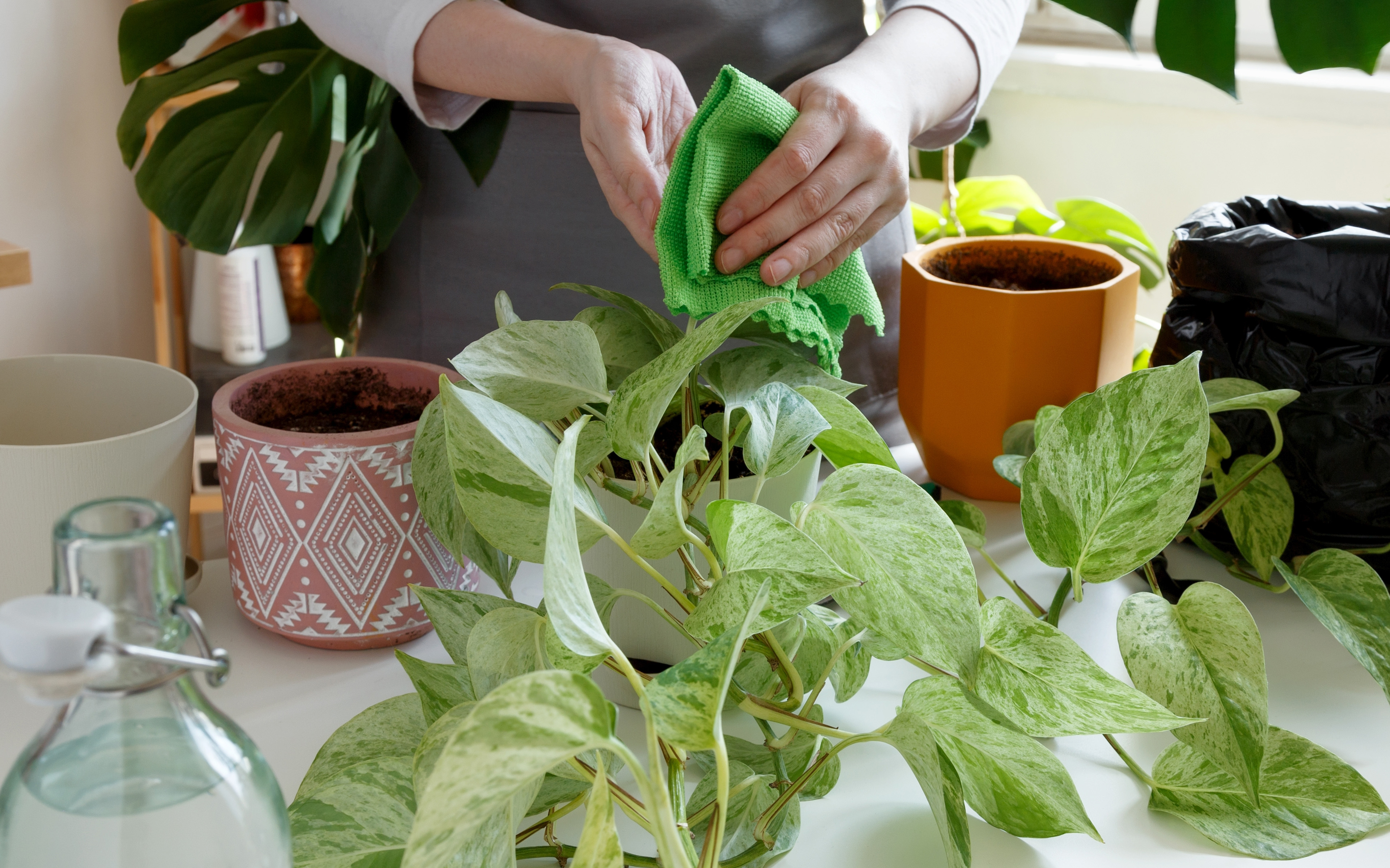 a group of indoor plants and pots on a table with a woman in a grey apron holding a green cloth wiping the leaves