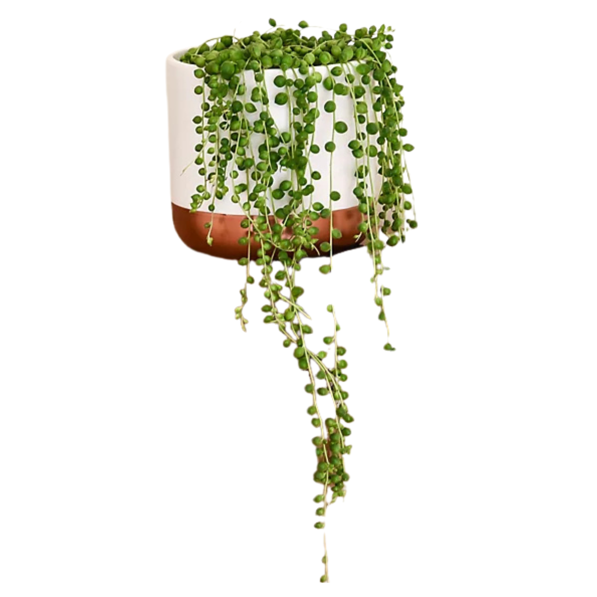String of Pearls plant in a White and Gold Pot