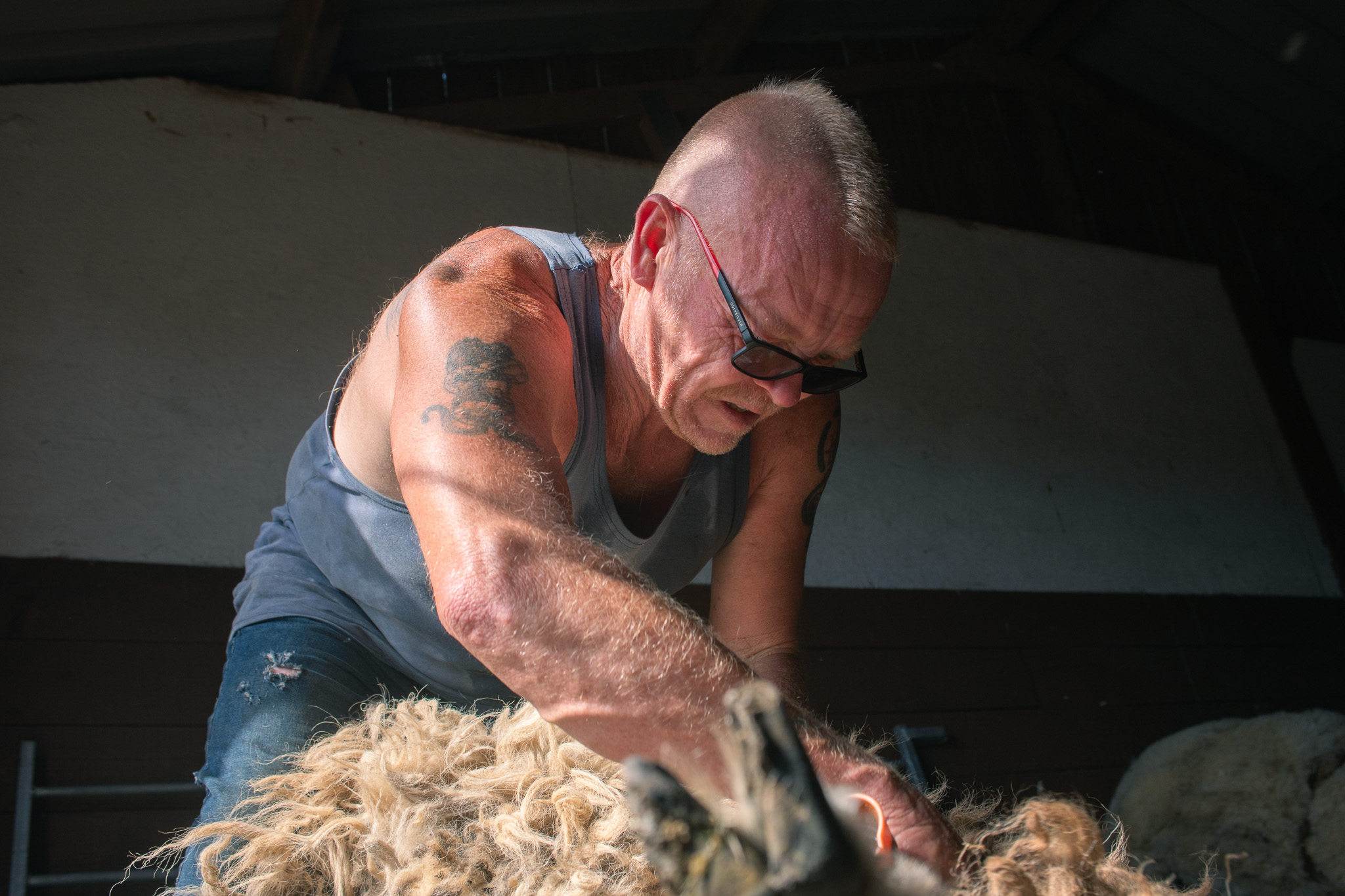 British sheep being shorn as part of the wool shearing process