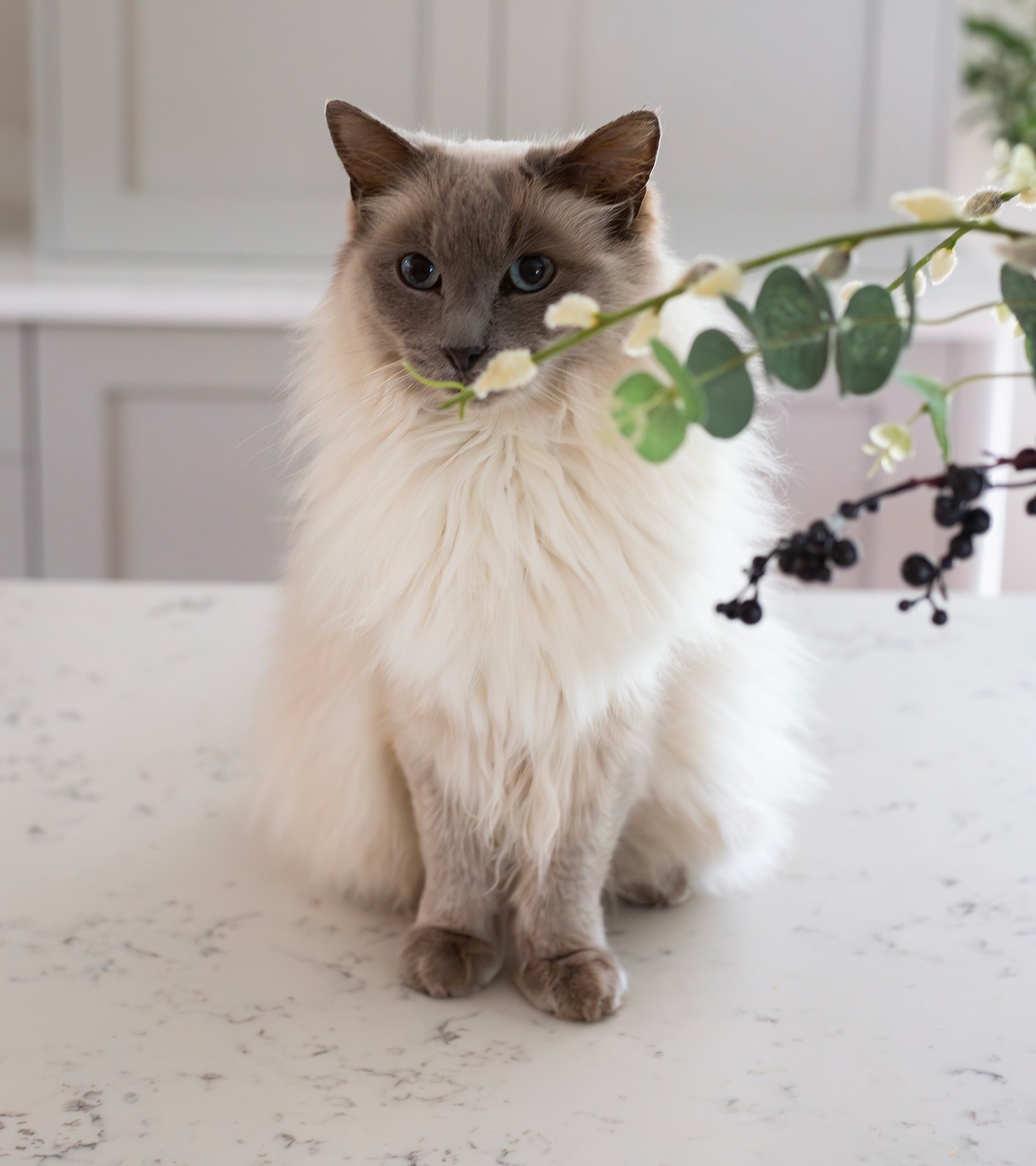 pet friendly interiors