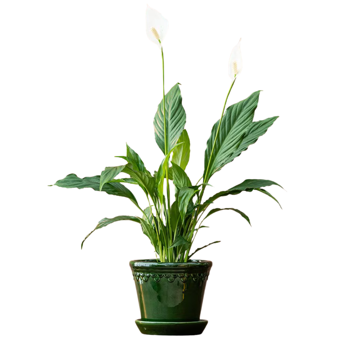a peace lily in a dark green ceramic pot