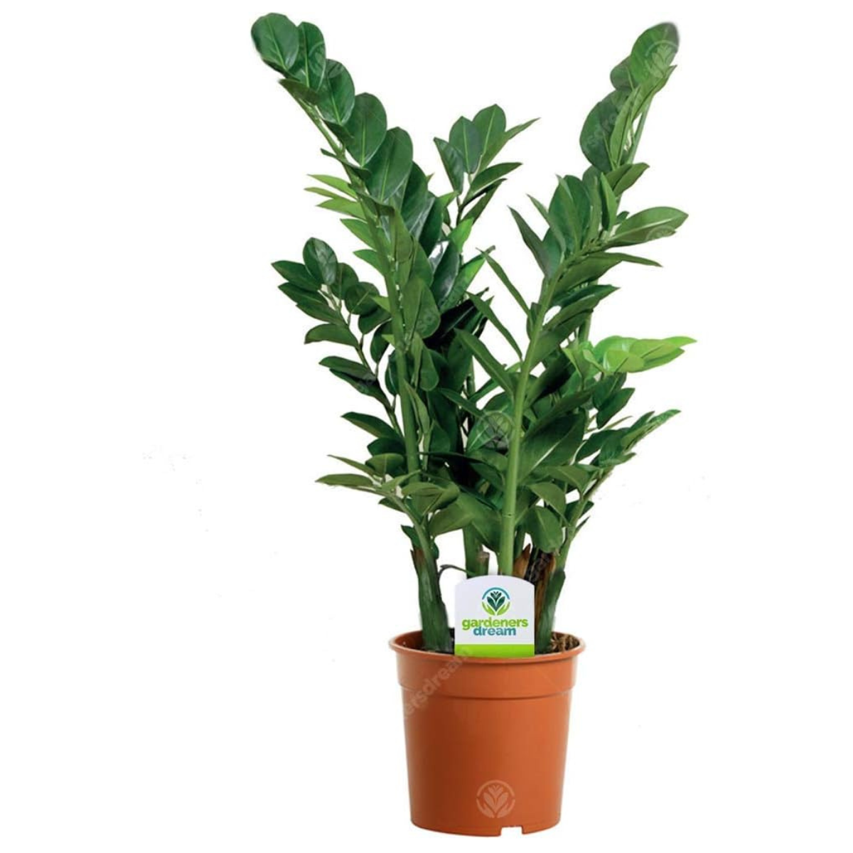 a zz plant in a plastic orange pot